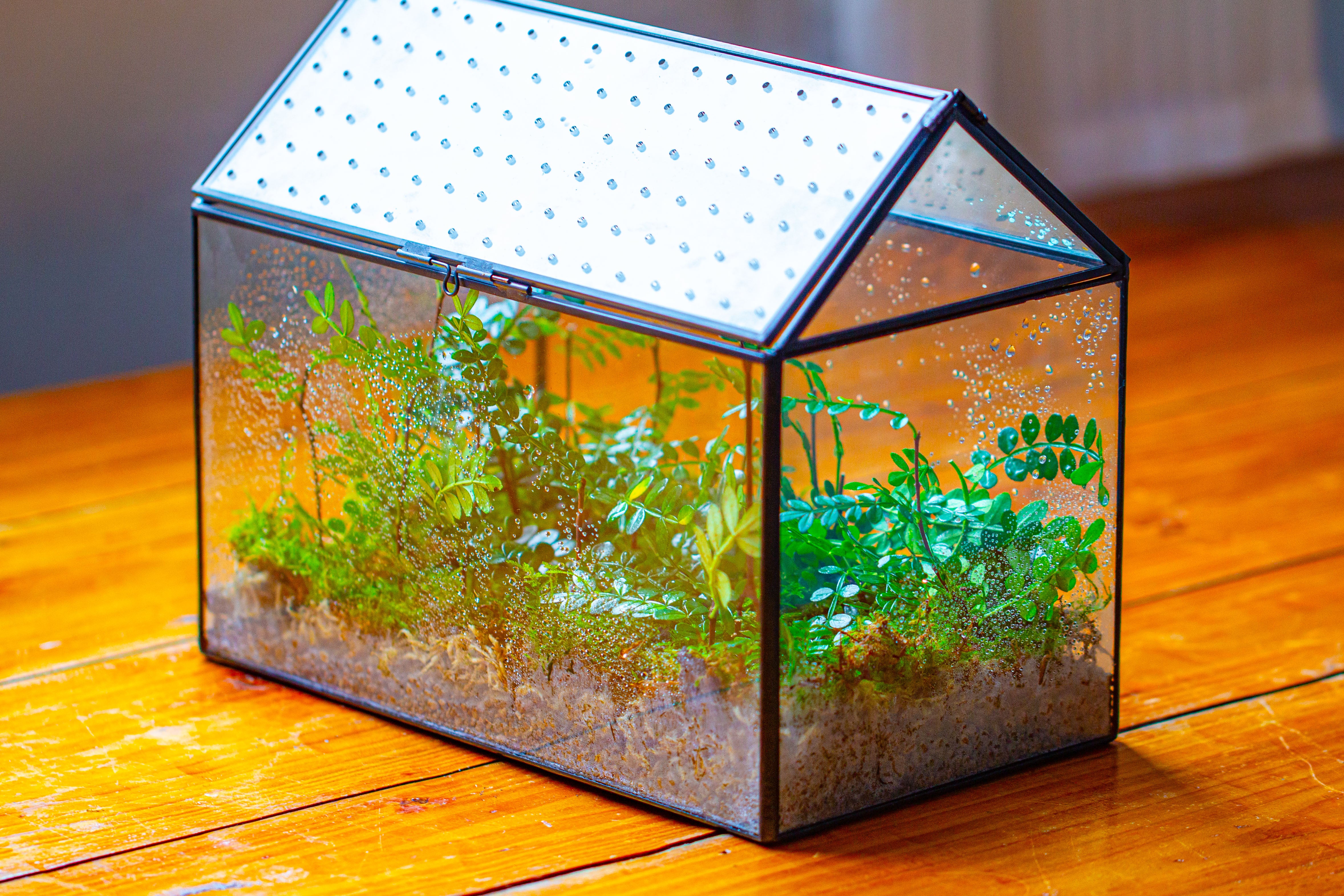 Handmade Close House-shaped Glass Terrarium Enclosure, with Acrylic Mesh Vent, for Jumping Spider, Snail Habitat, Terrarium Only - NCYPgarden