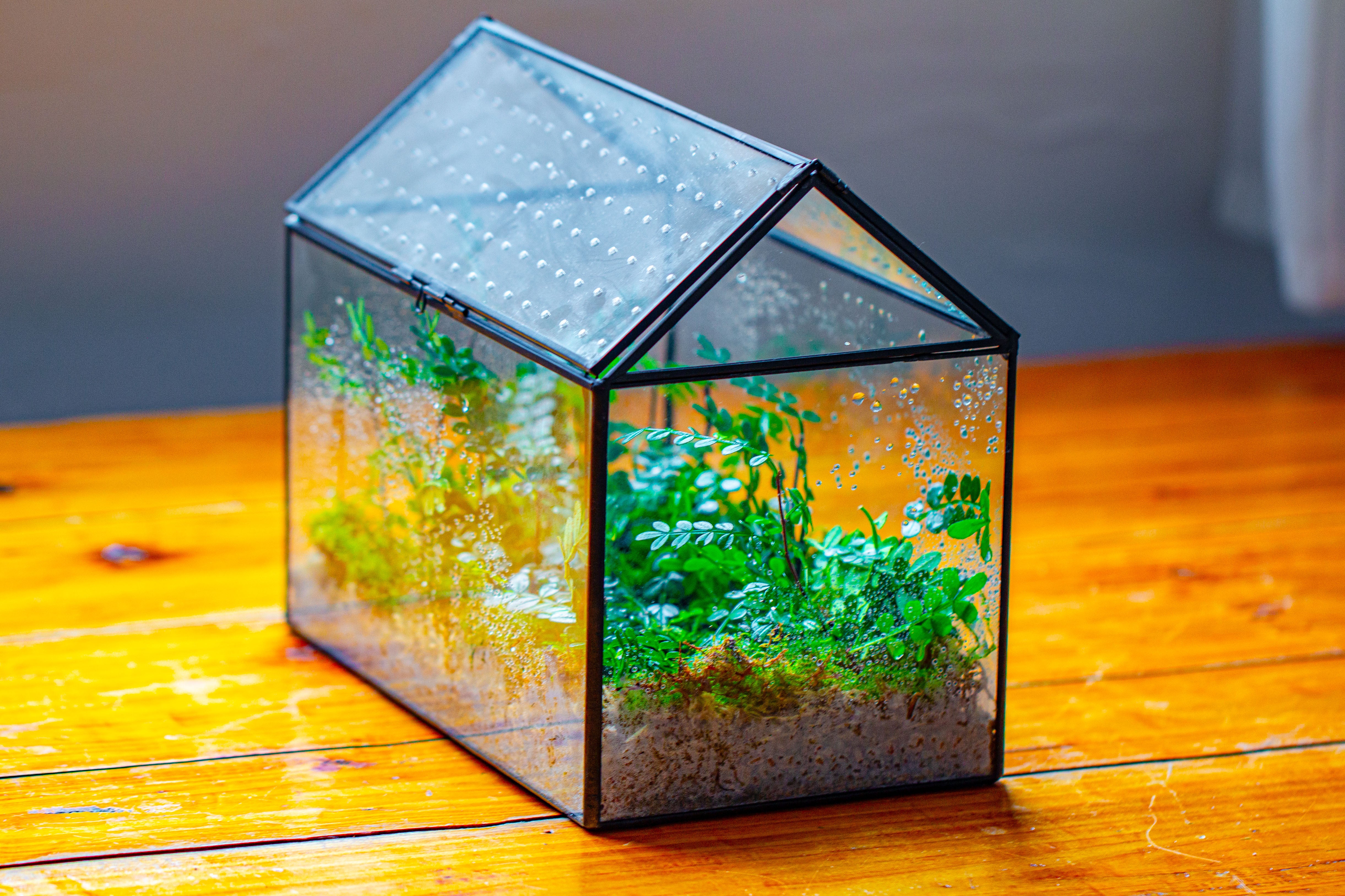 Handmade Close House-shaped Glass Terrarium Enclosure, with Acrylic Mesh Vent, for Jumping Spider, Snail Habitat, Terrarium Only - NCYPgarden