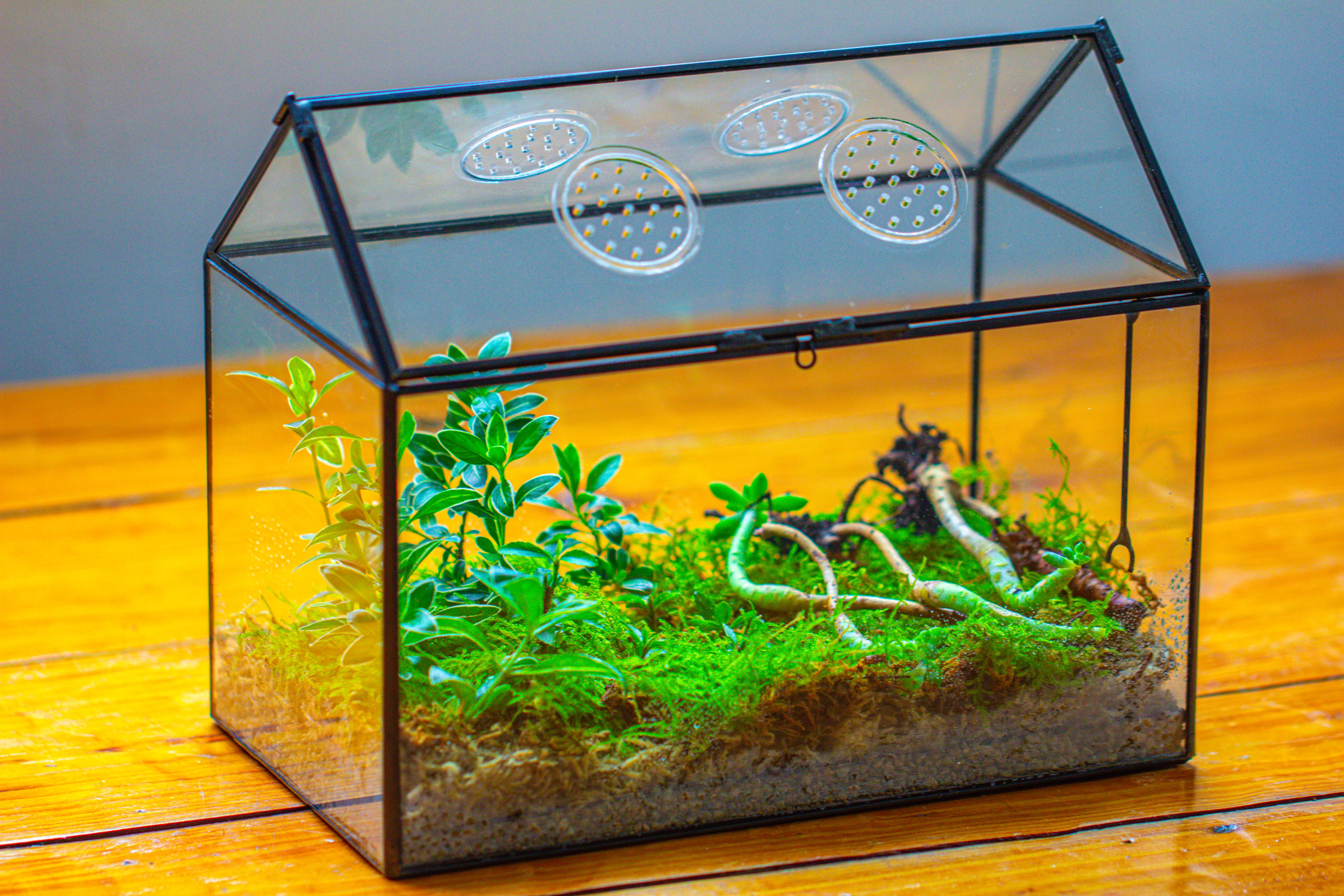 NCYP Handmade Geometric Glass Close Terrarium Box House Shape, Swing Lid Latch for Air Plants Moss Snail Reptile Habitat Vivarium - NCYPgarden