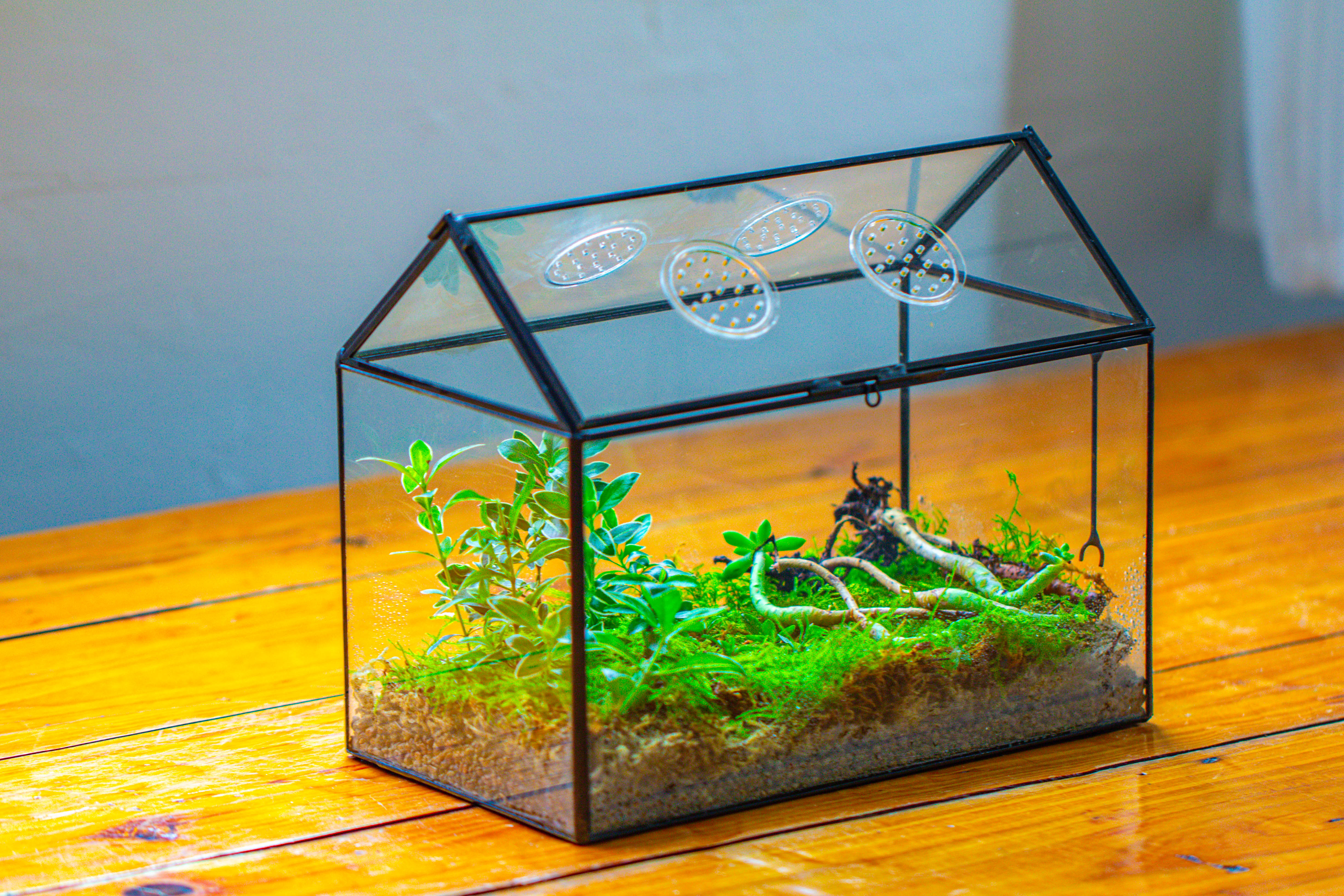 NCYP Handmade Geometric Glass Close Terrarium Box House Shape, Swing Lid Latch for Air Plants Moss Snail Reptile Habitat Vivarium - NCYPgarden