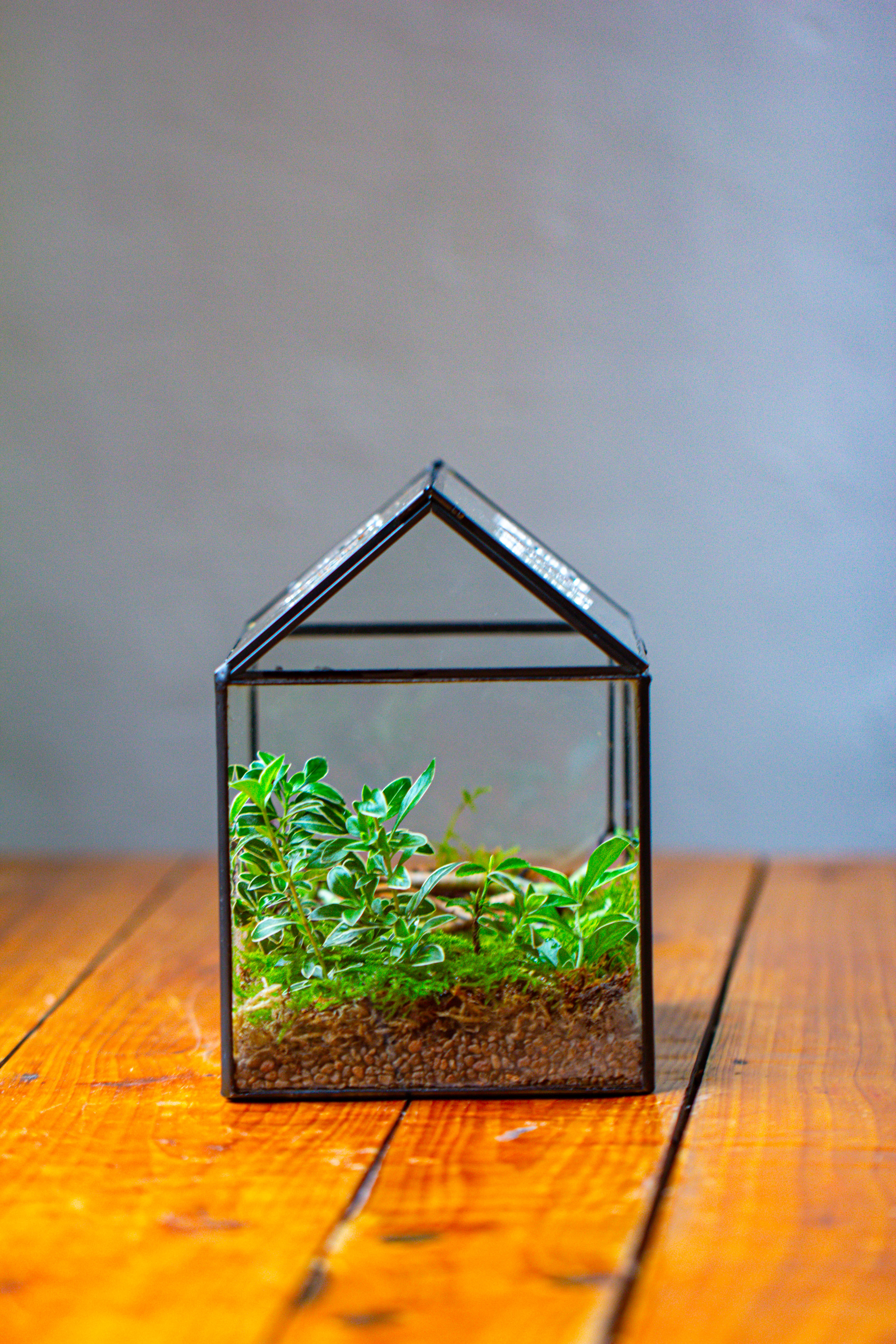 NCYP Handmade Geometric Glass Close Terrarium Box House Shape, Swing Lid Latch for Air Plants Moss Snail Reptile Habitat Vivarium - NCYPgarden