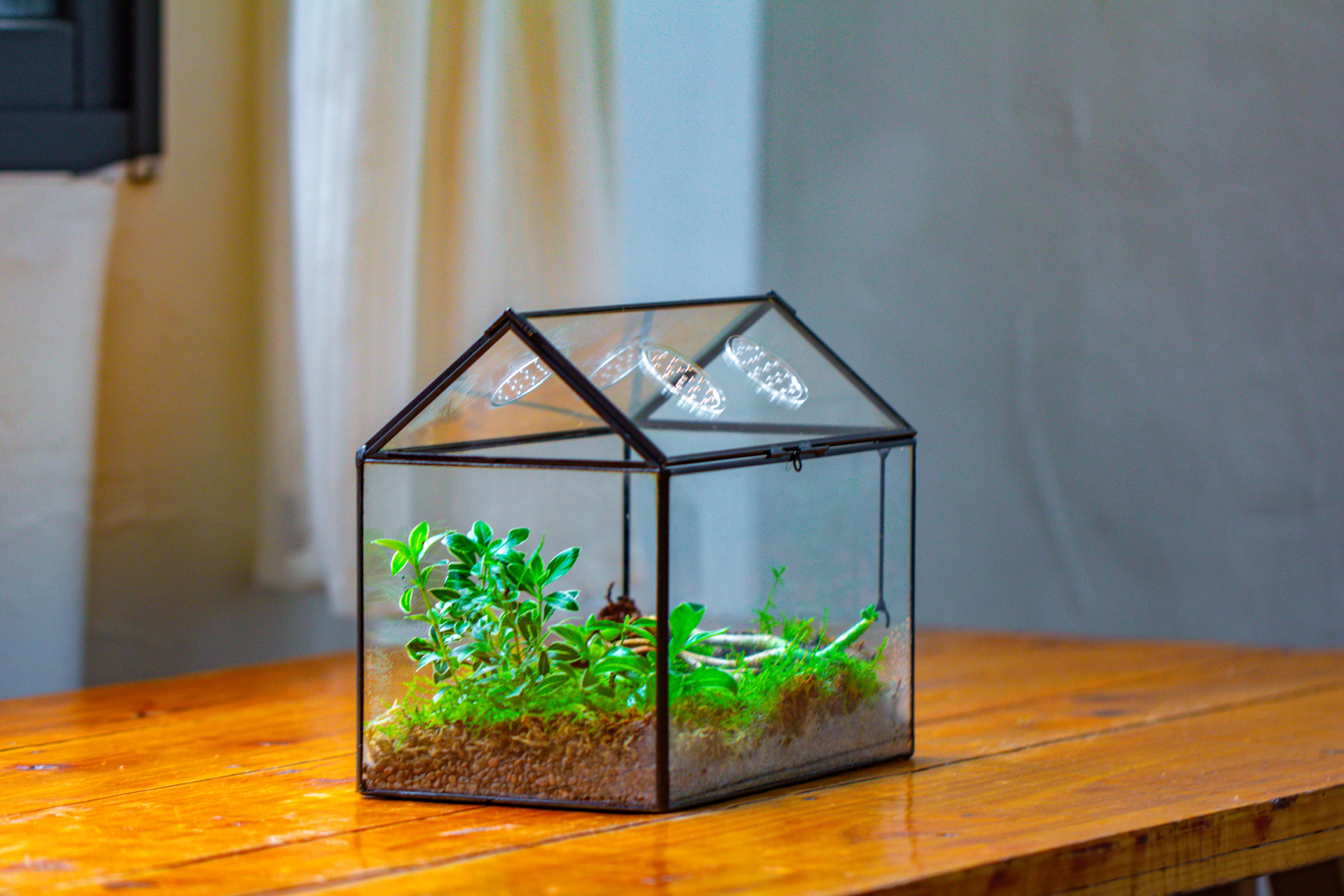 NCYP Handmade Geometric Glass Close Terrarium Box House Shape, Swing Lid Latch for Air Plants Moss Snail Reptile Habitat Vivarium - NCYPgarden