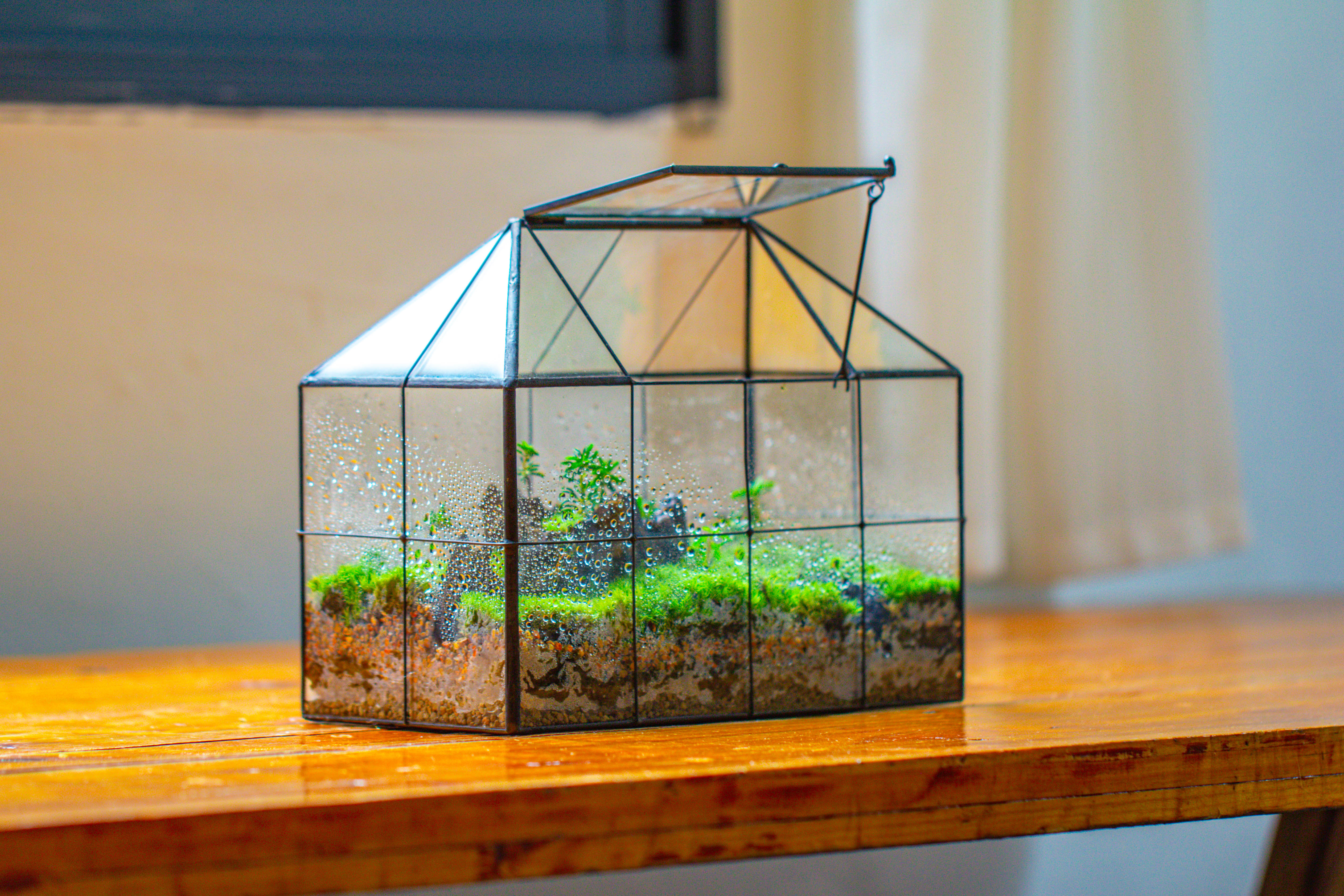 NCYP Glass Geometric Terrarium Tin-Sealed Brass Black House Shape Container with Grid and Swing Lid - NCYPgarden