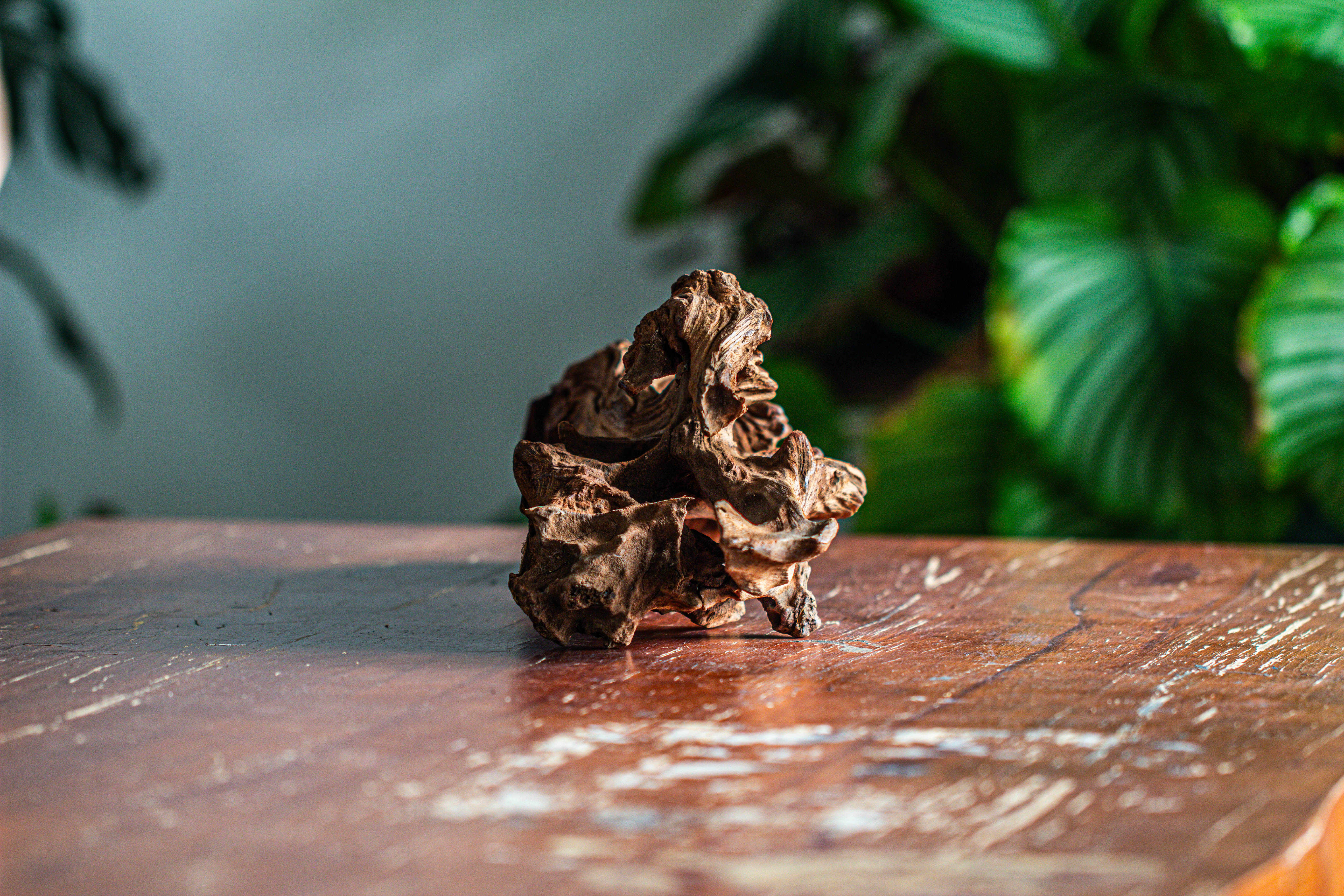 Natural driftwood for moss terrarium, miniature, micro landscape, unique  12-65, suitable for both live and preserved moss - NCYPgarden