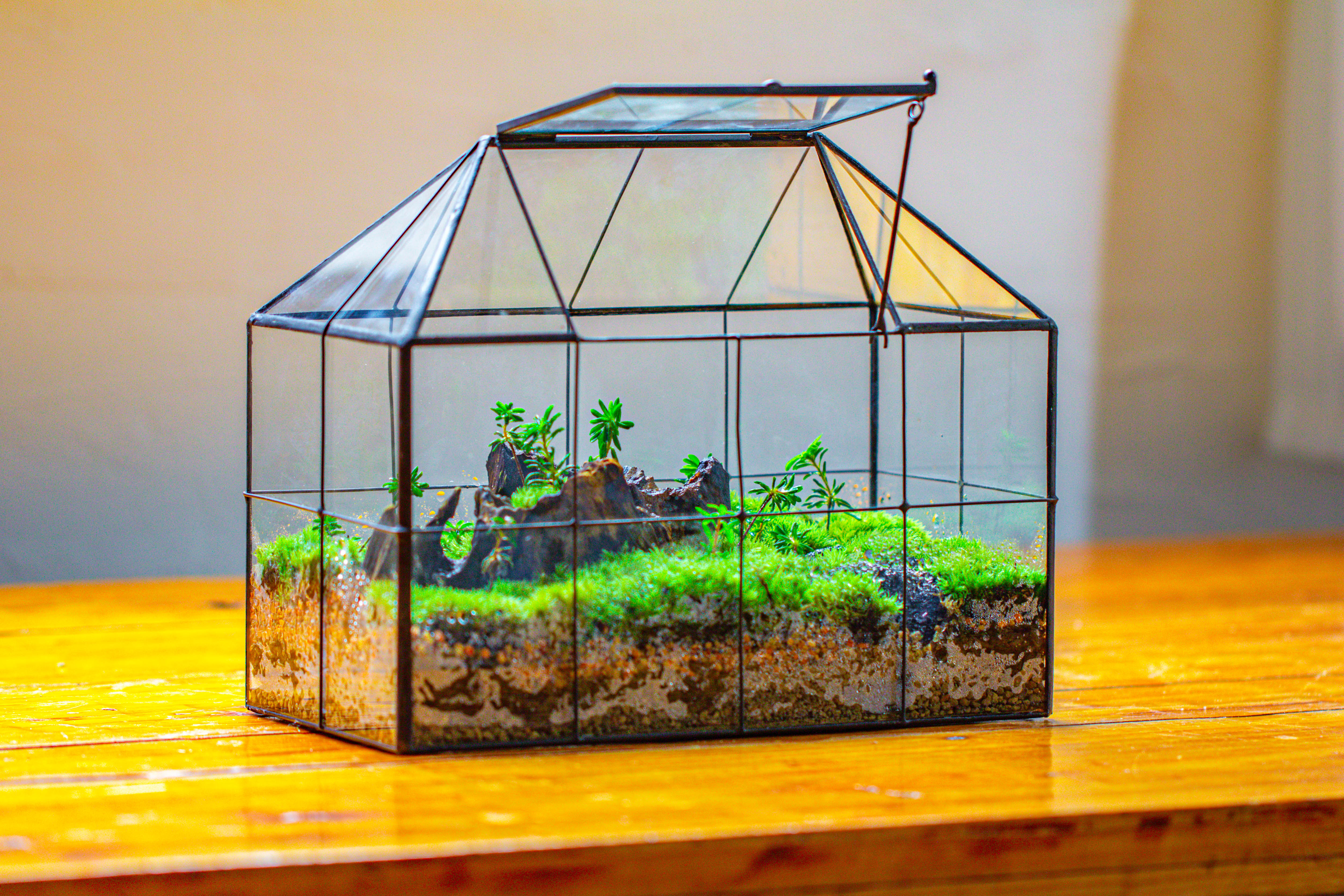 NCYP Glass Geometric Terrarium Tin-Sealed Brass Black House Shape Container with Grid and Swing Lid - NCYPgarden