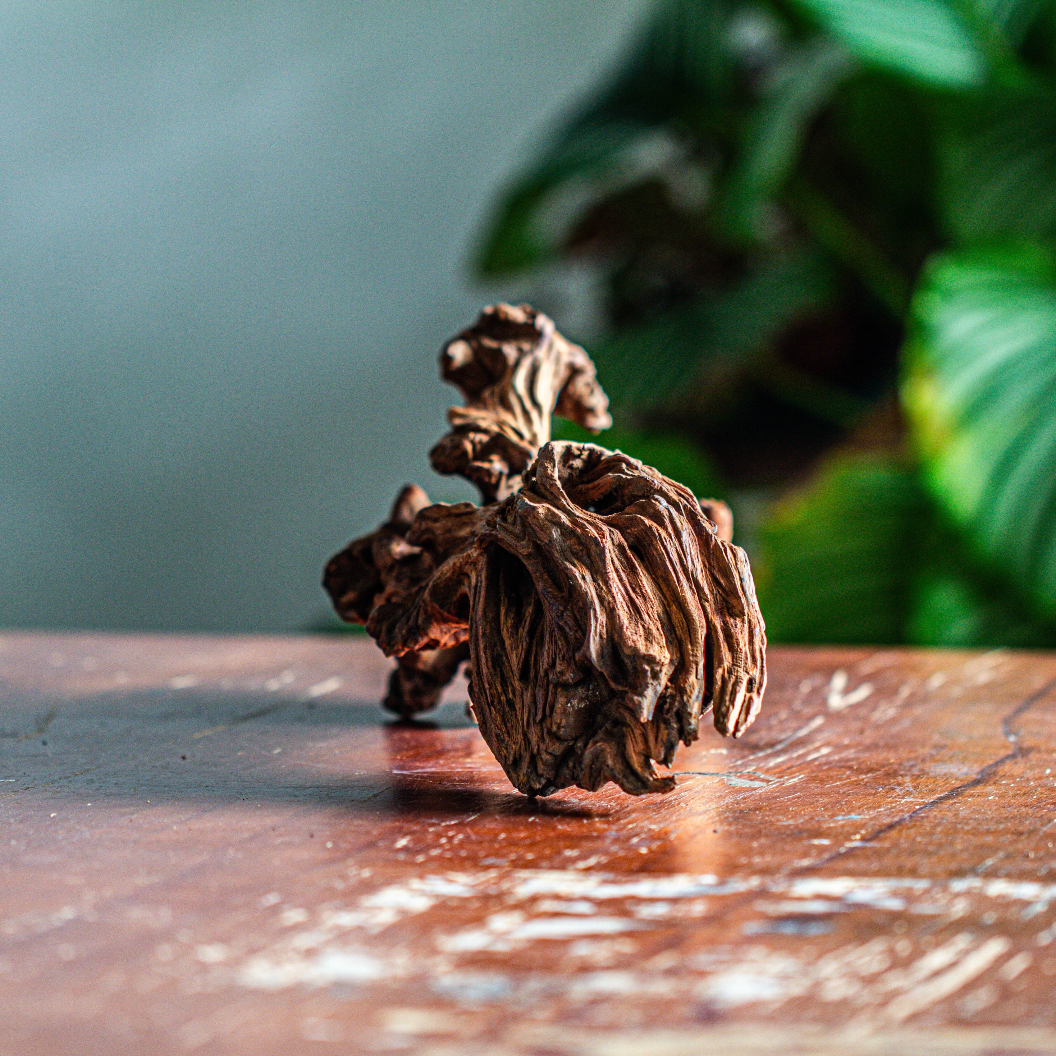 Natural driftwood for moss terrarium, miniature, micro landscape, unique  12-65, suitable for both live and preserved moss - NCYPgarden