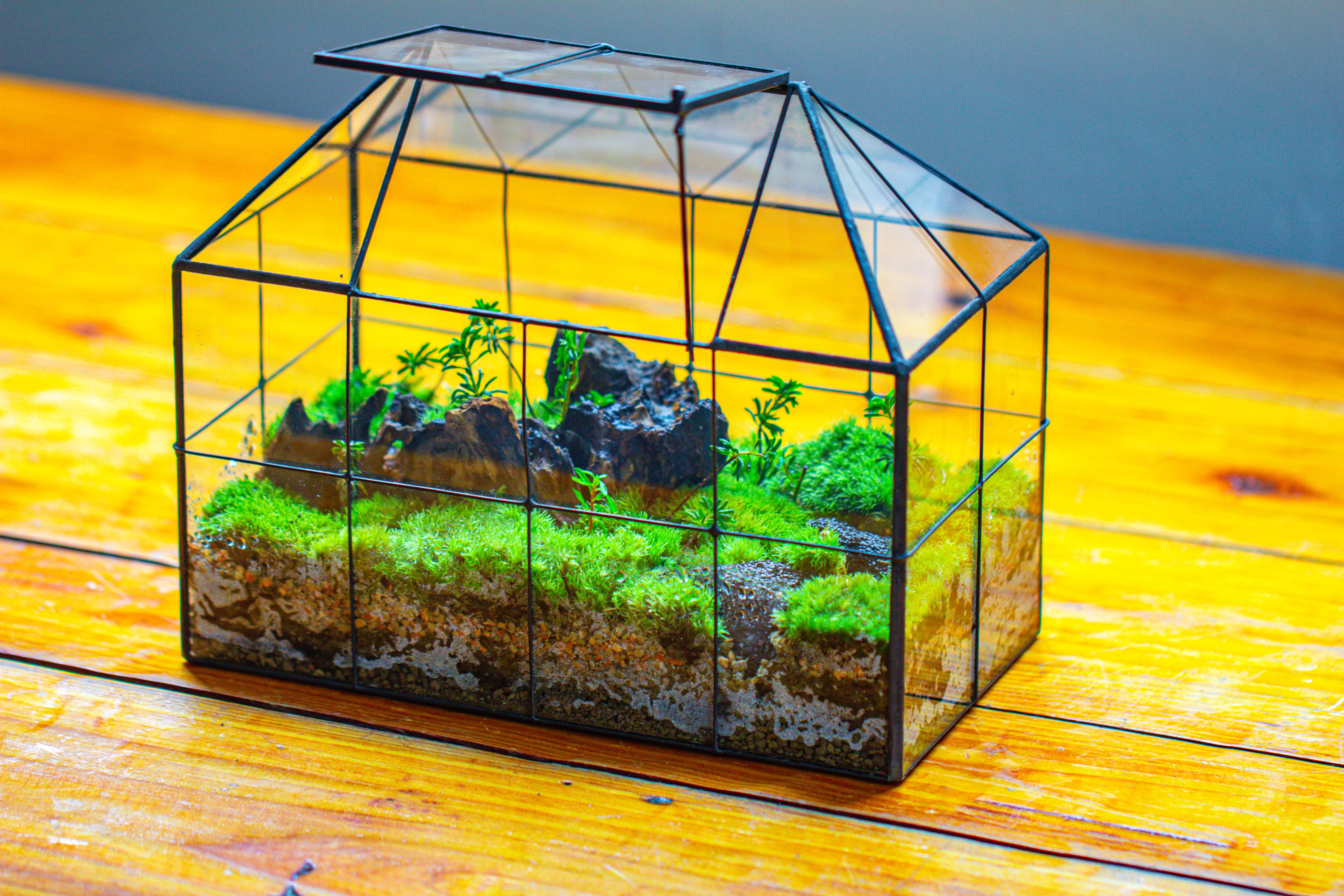 NCYP Glass Geometric Terrarium Tin-Sealed Brass Black House Shape Container with Grid and Swing Lid - NCYPgarden