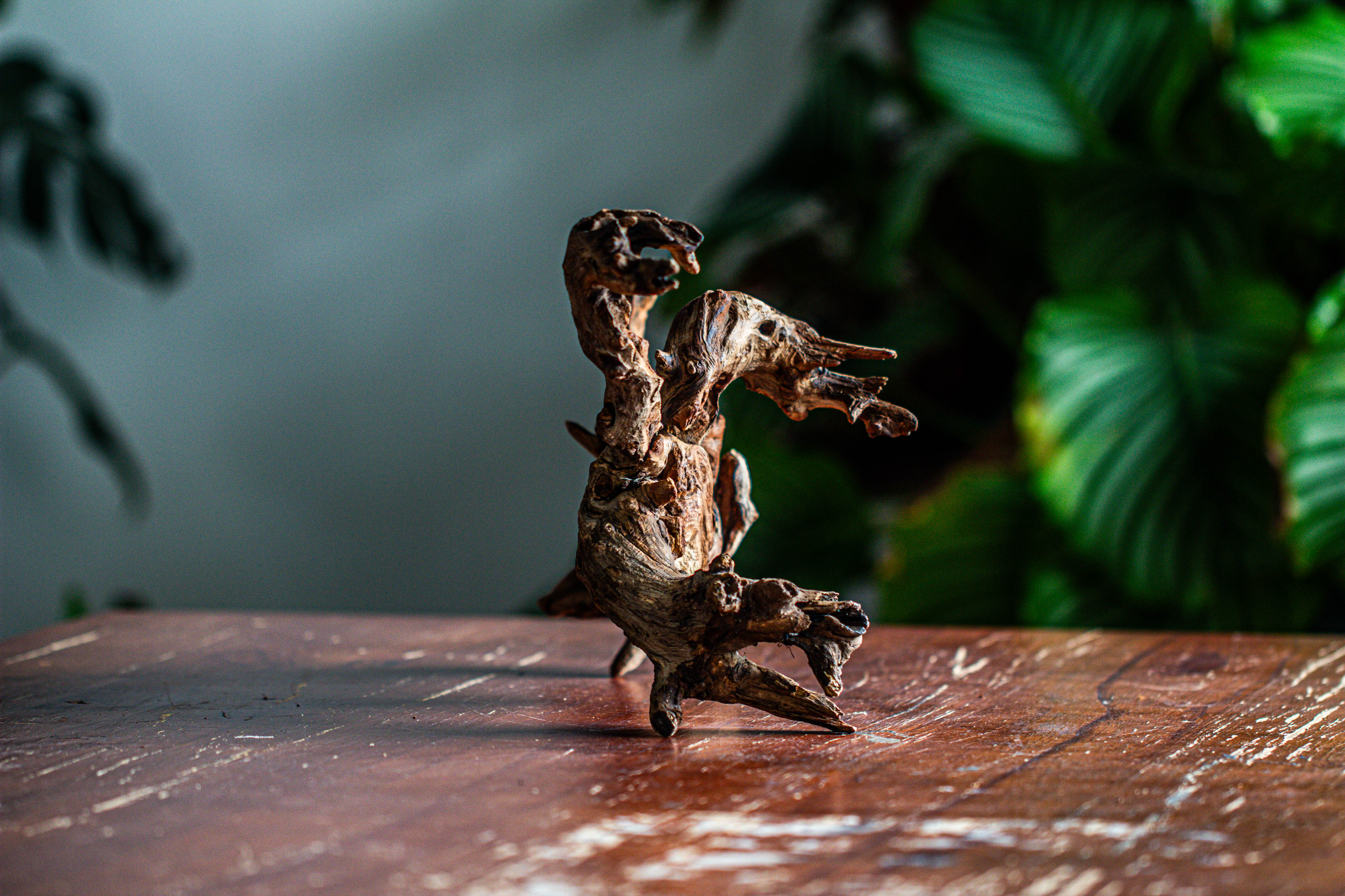 Natural driftwood for moss terrarium, miniature, micro landscape, unique  12-64, suitable for both live and preserved moss - NCYPgarden