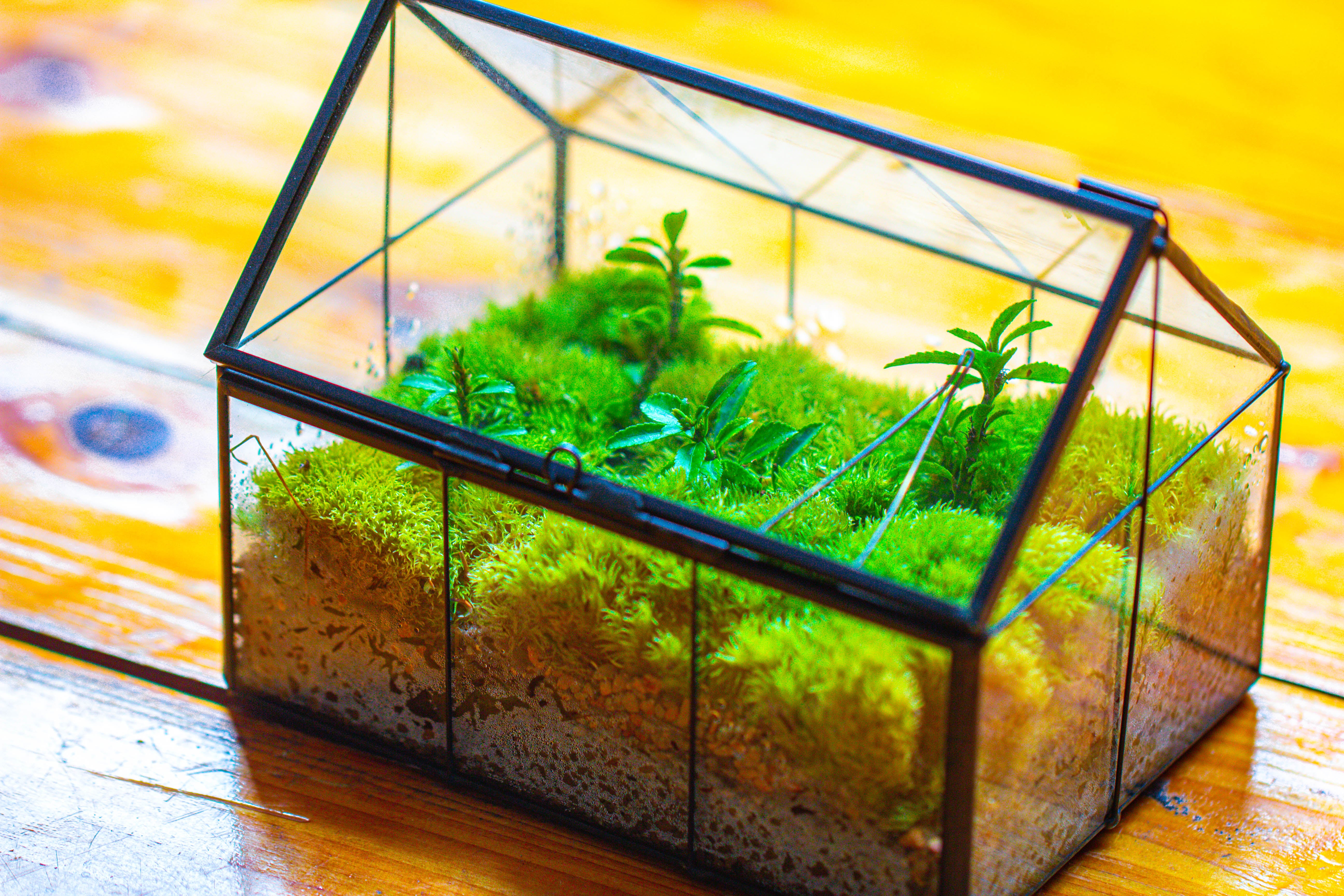 NCYP Mini Glass Terrarium with Lid House Shape Closed Planter Pot for Small Cactus, Succulents Plant - NCYPgarden