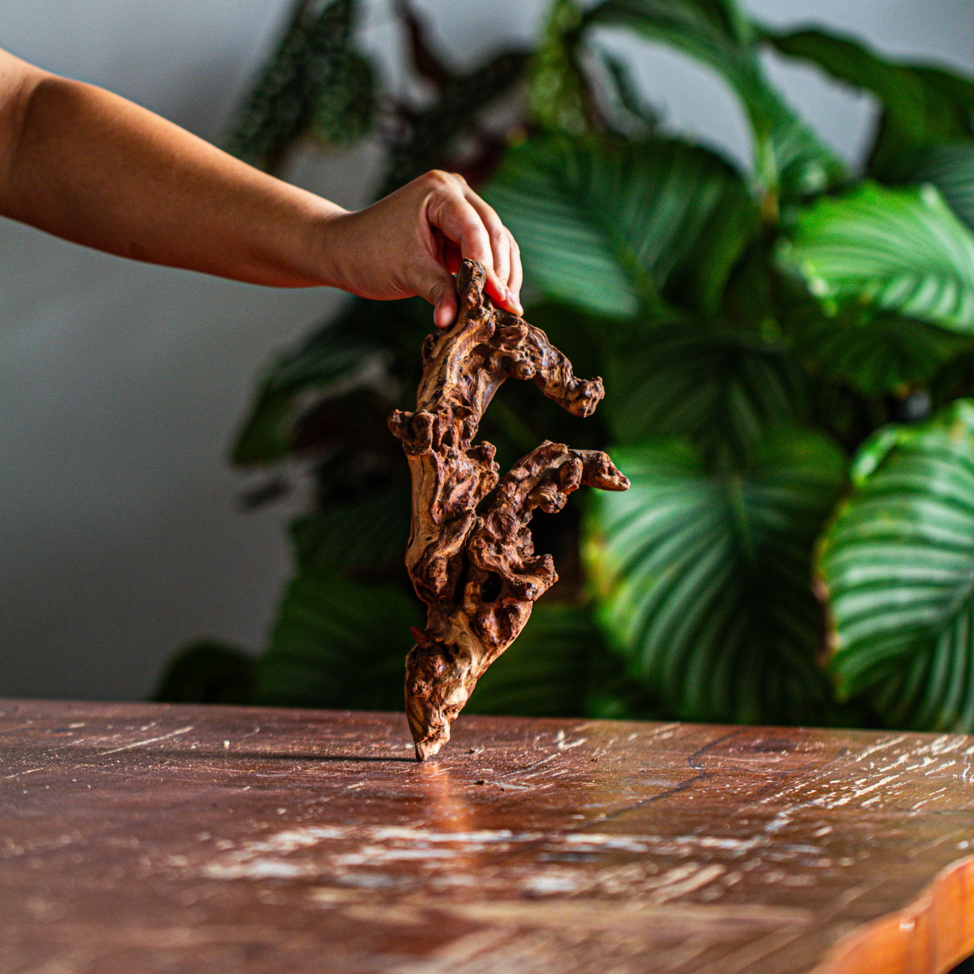 Natural driftwood for moss terrarium, miniature, micro landscape, unique  12-57, suitable for both live and preserved moss - NCYPgarden