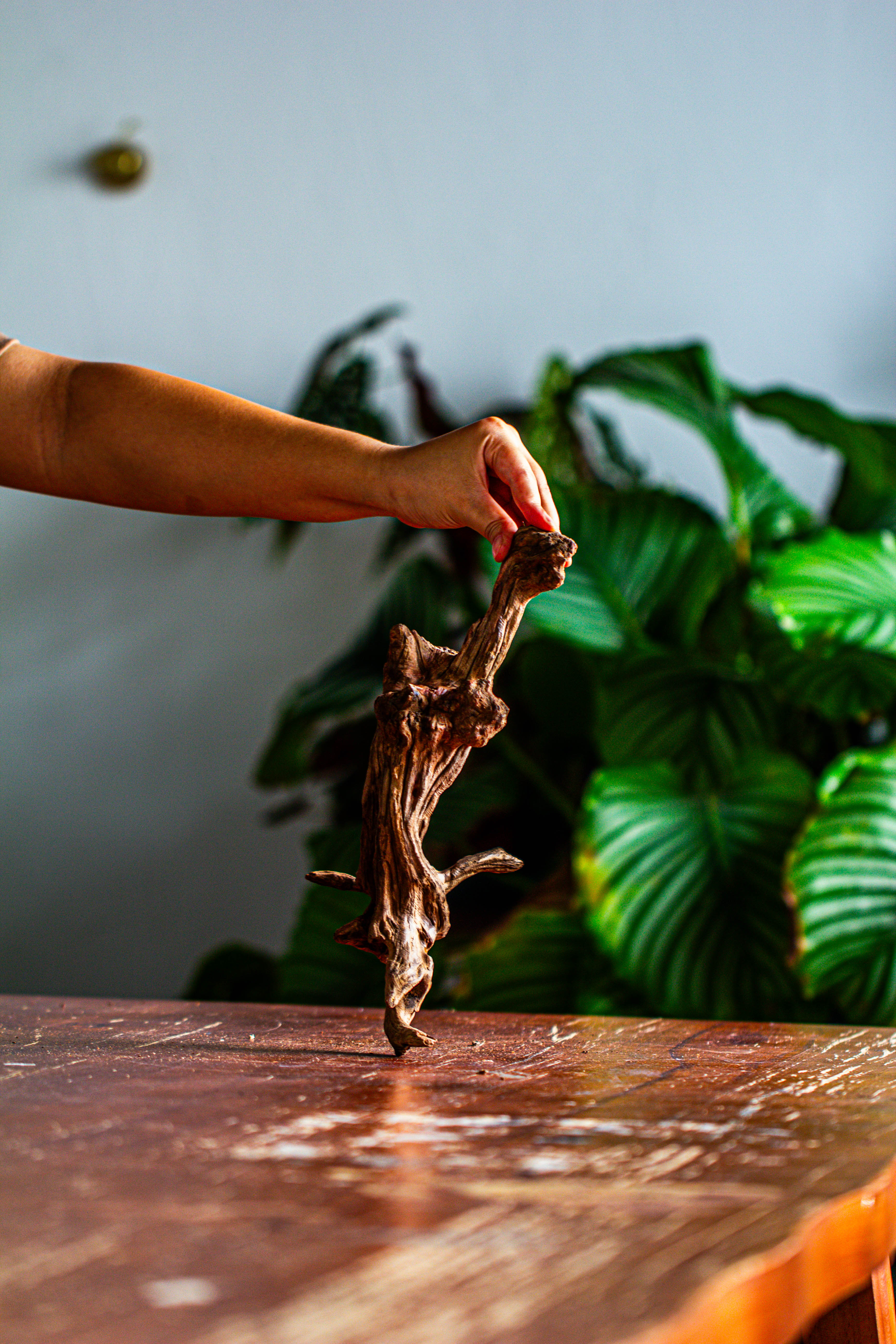 Natural driftwood for moss terrarium, miniature, micro landscape, unique  12-44, suitable for both live and preserved moss - NCYPgarden