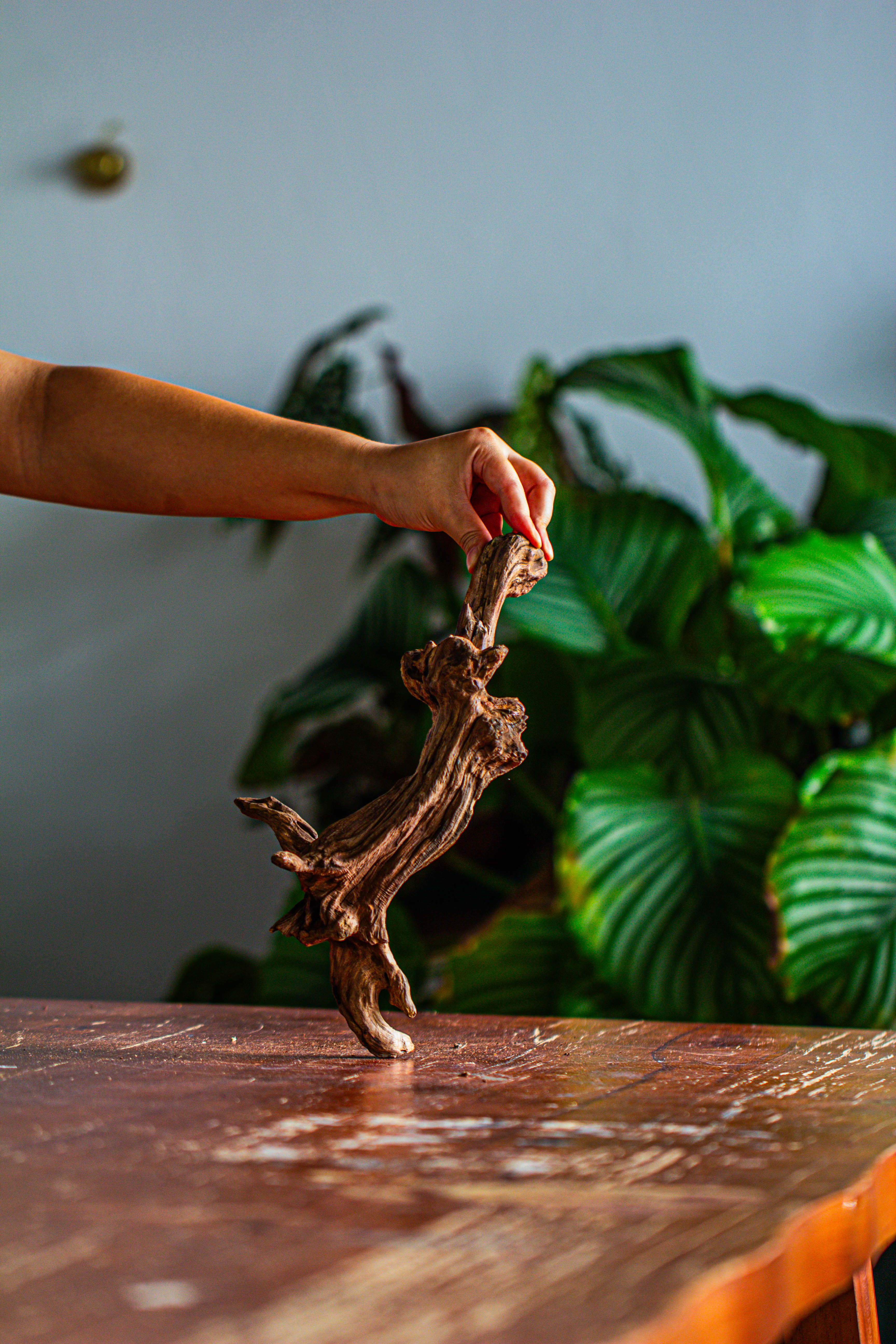 Natural driftwood for moss terrarium, miniature, micro landscape, unique  12-44, suitable for both live and preserved moss - NCYPgarden