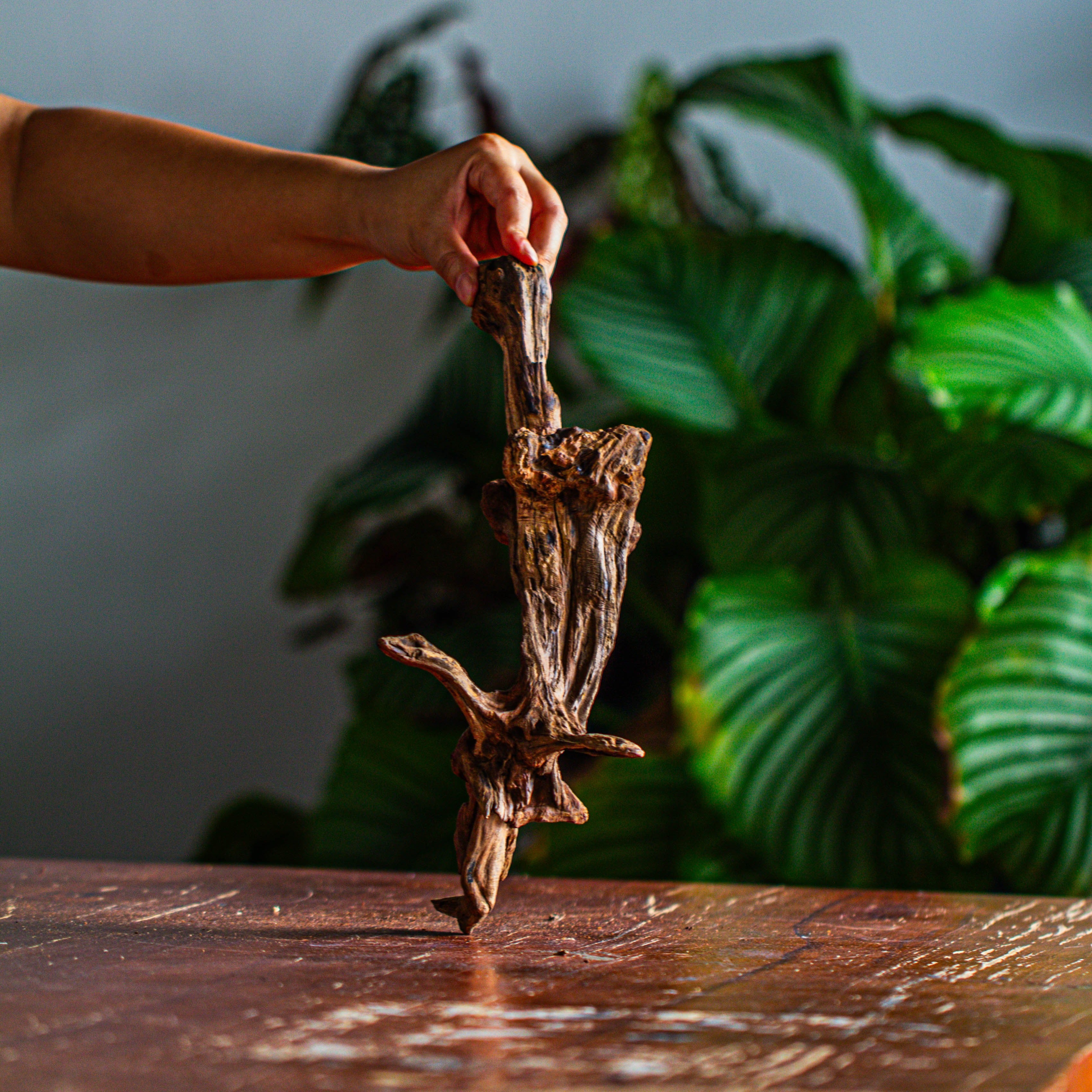 Natural driftwood for moss terrarium, miniature, micro landscape, unique  12-44, suitable for both live and preserved moss - NCYPgarden