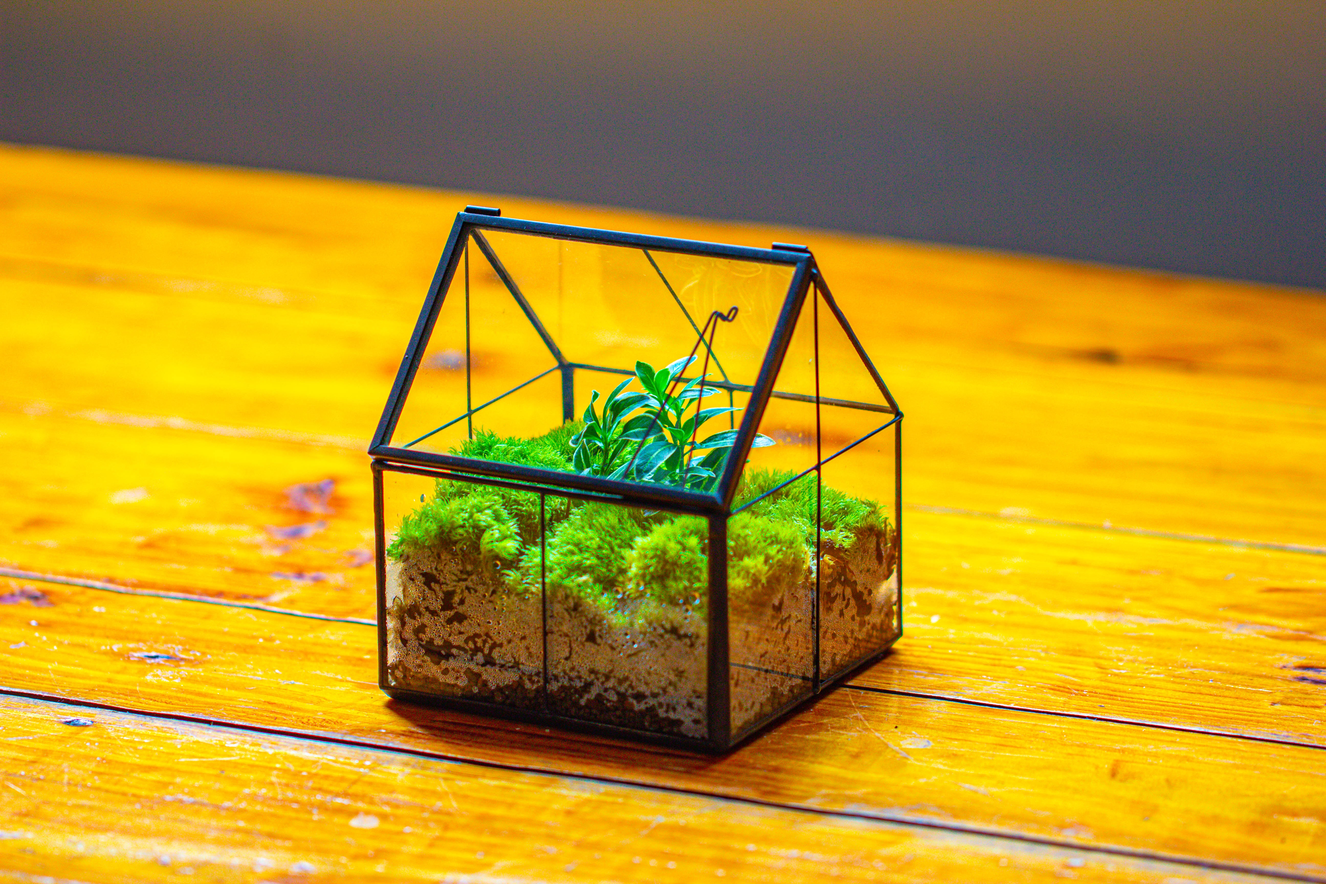 Handmade glass and tin close mini house shape close terrarium for moss, succulents, Drosera - NCYPgarden