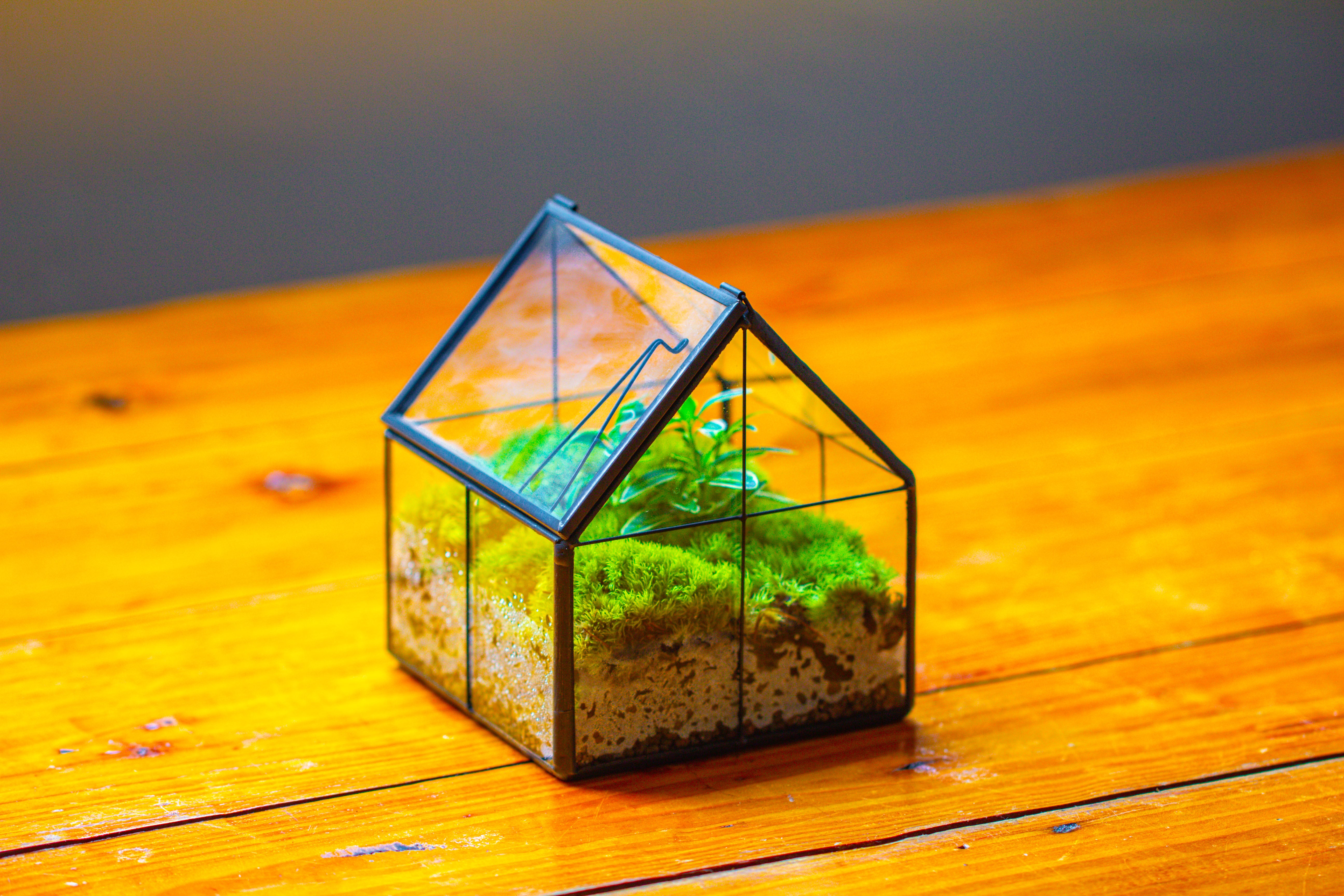 Handmade glass and tin close mini house shape close terrarium for moss, succulents, Drosera - NCYPgarden