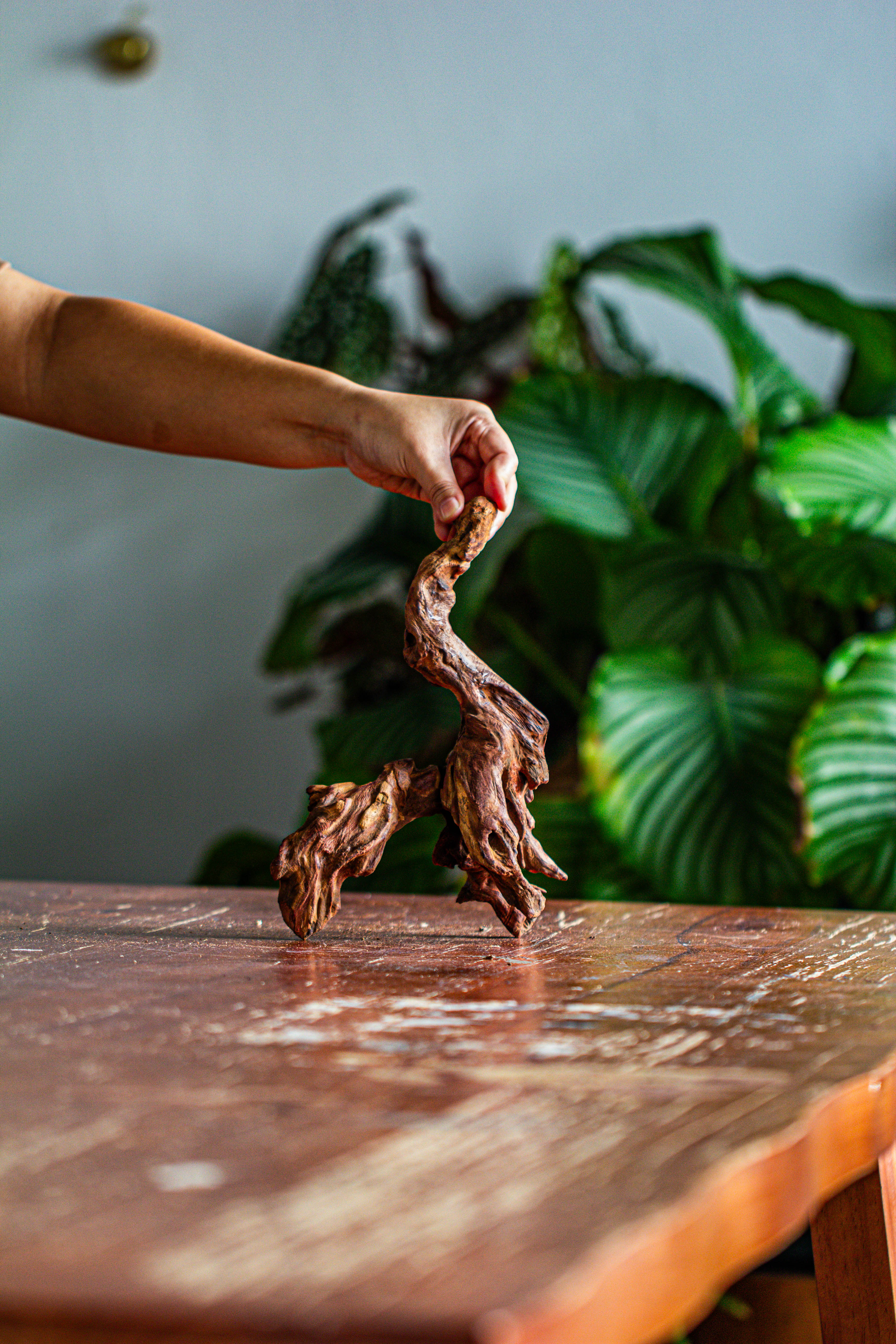 Natural driftwood for moss terrarium, miniature, micro landscape, unique  12-59, suitable for both live and preserved moss - NCYPgarden