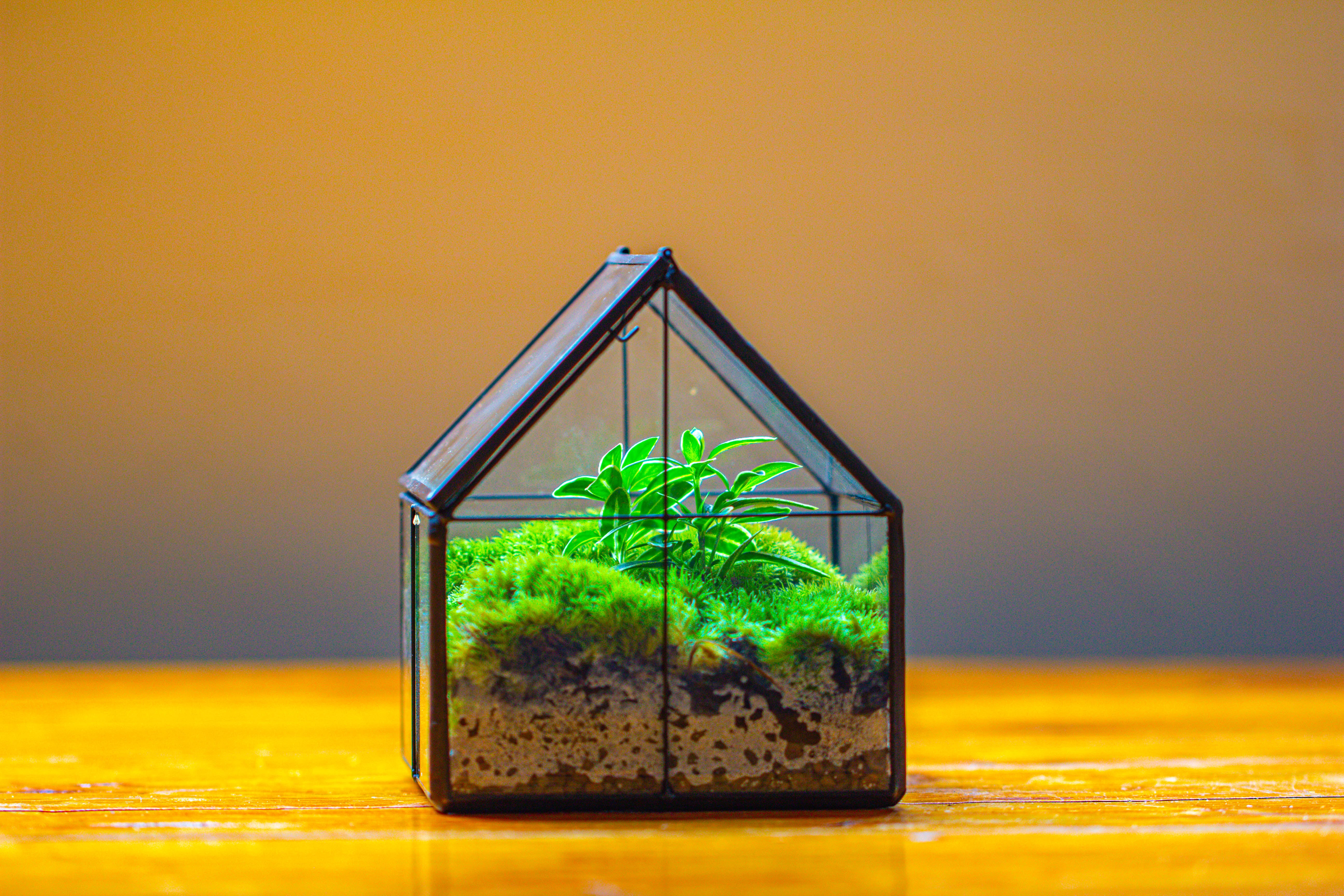 Handmade glass and tin close mini house shape close terrarium for moss, succulents, Drosera - NCYPgarden