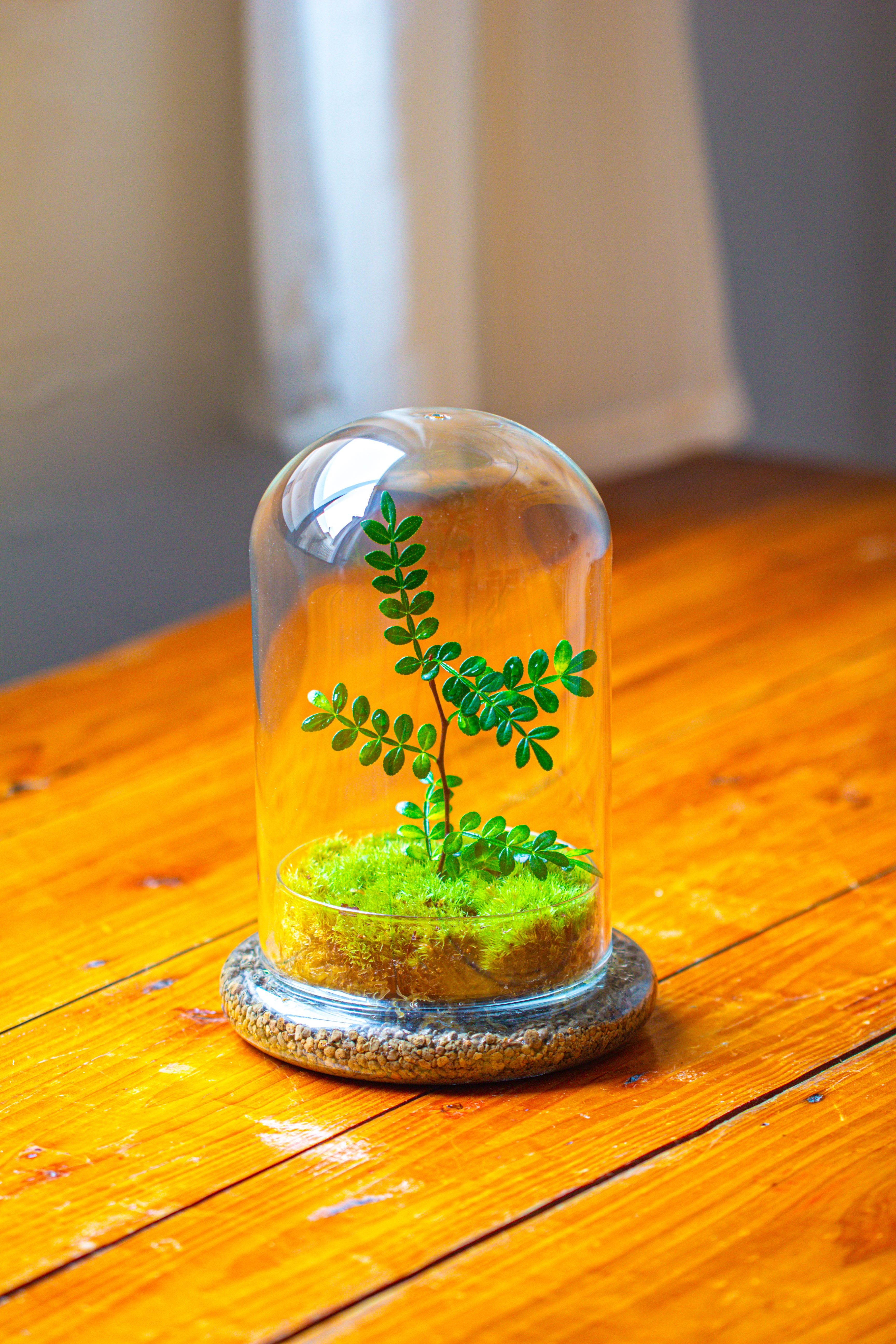 Cloche with Base 20CM Glass dome / Round Head Glass Cloche Dome Cover Terrarium Container with Without Airhole for Venus Flytrap - NCYPgarden