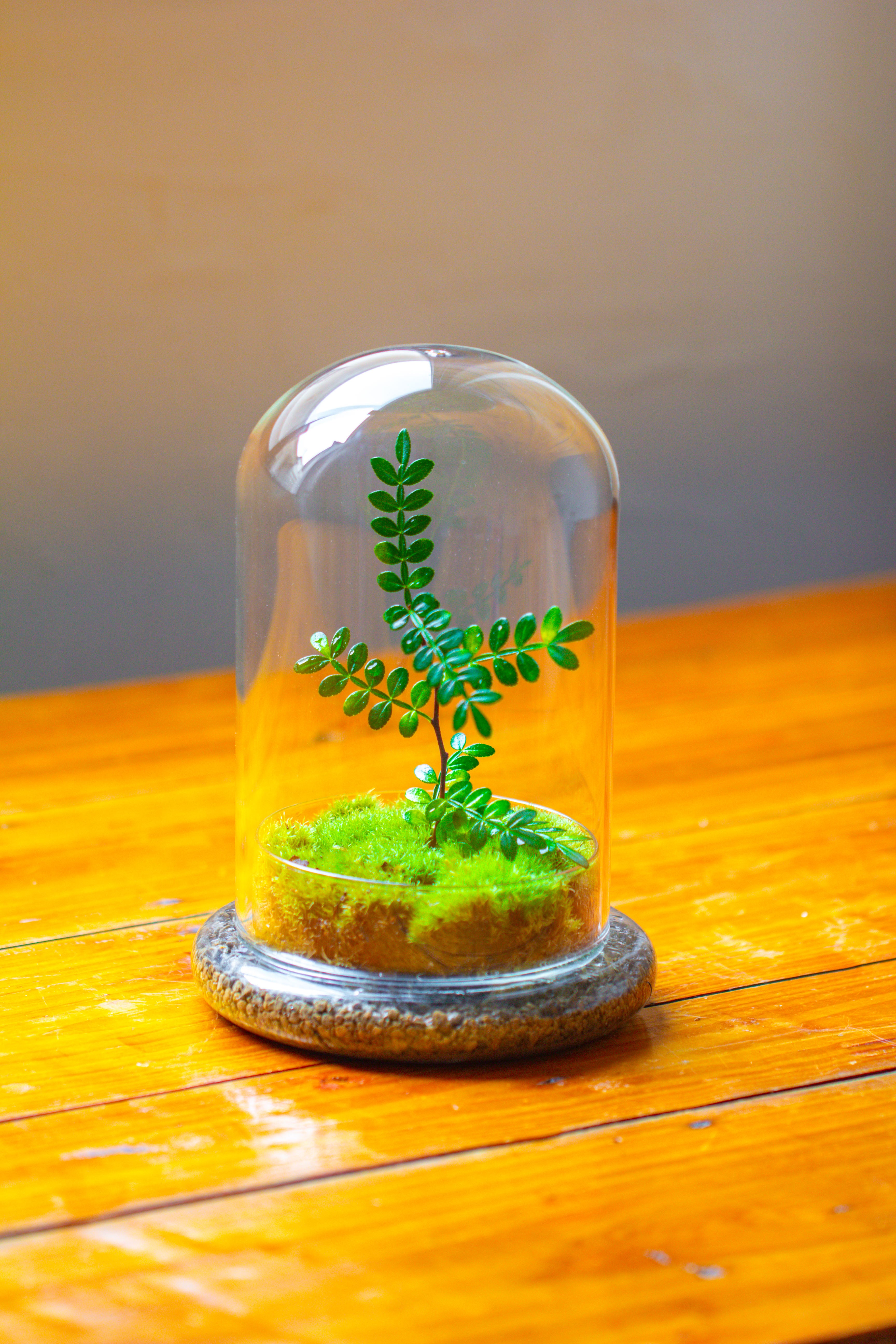 Cloche with Base 20CM Glass dome / Round Head Glass Cloche Dome Cover Terrarium Container with Without Airhole for Venus Flytrap - NCYPgarden