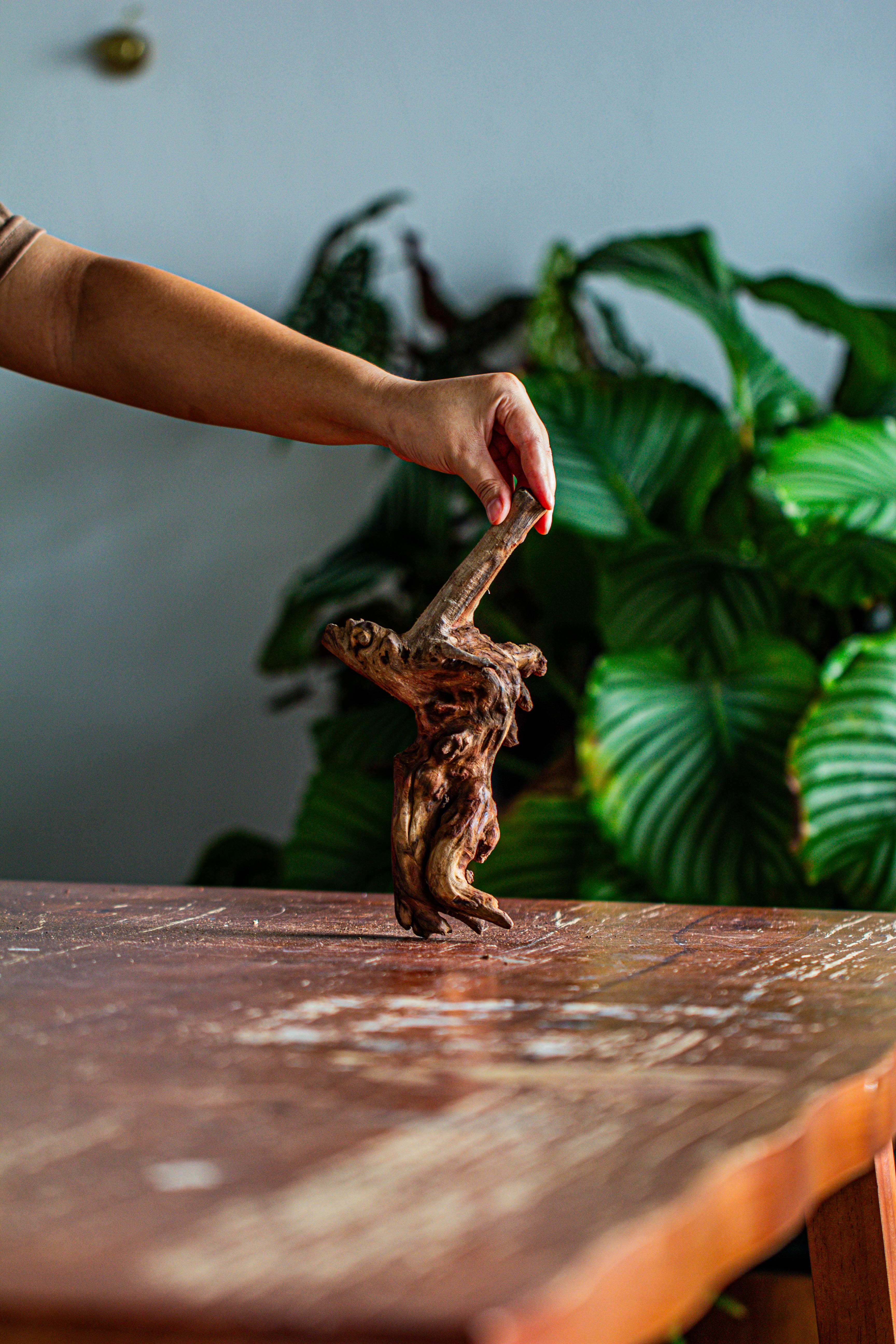 Natural driftwood for moss terrarium, miniature, micro landscape, unique  12-58, suitable for both live and preserved moss - NCYPgarden