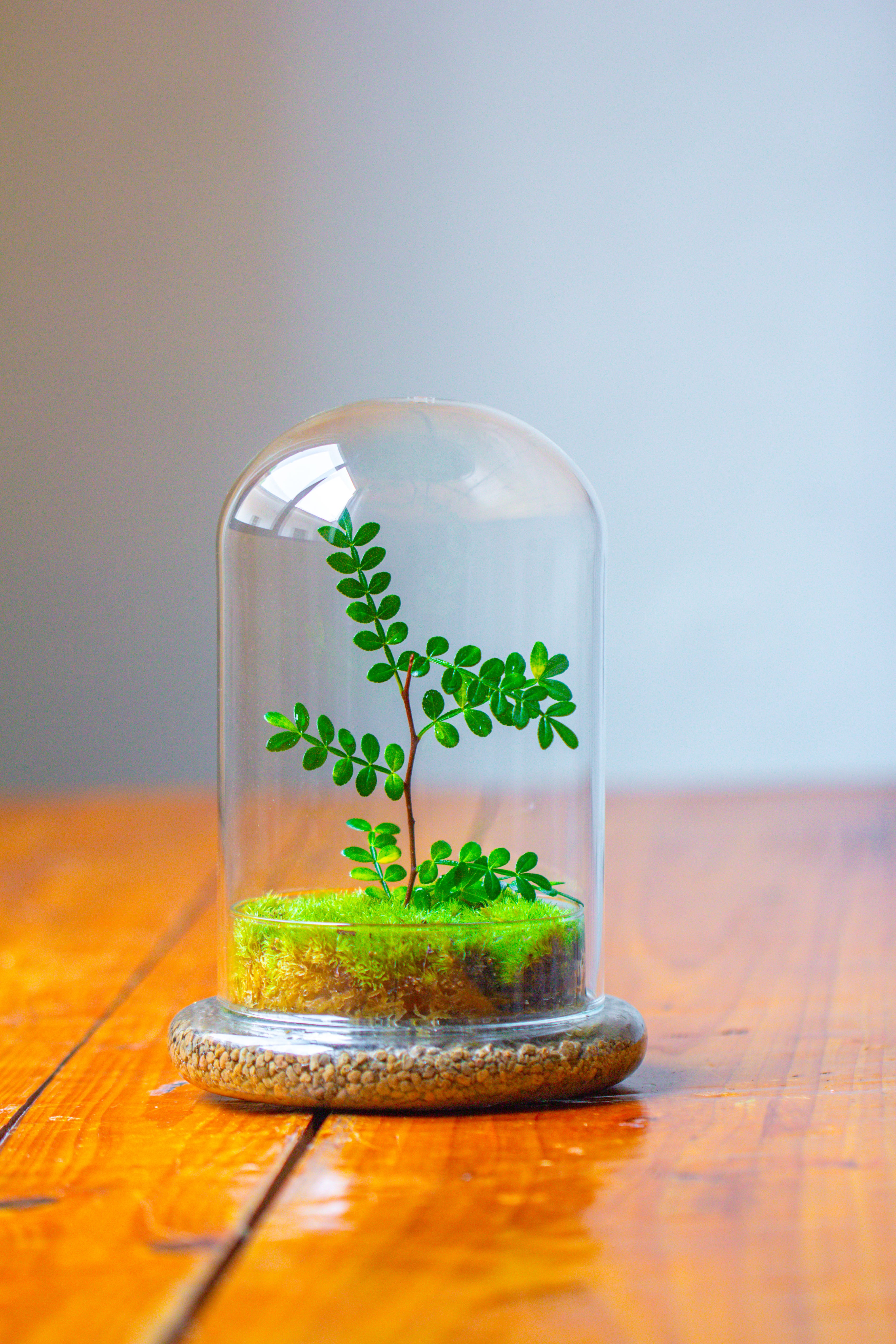 Cloche with Base 20CM Glass dome / Round Head Glass Cloche Dome Cover Terrarium Container with Without Airhole for Venus Flytrap - NCYPgarden