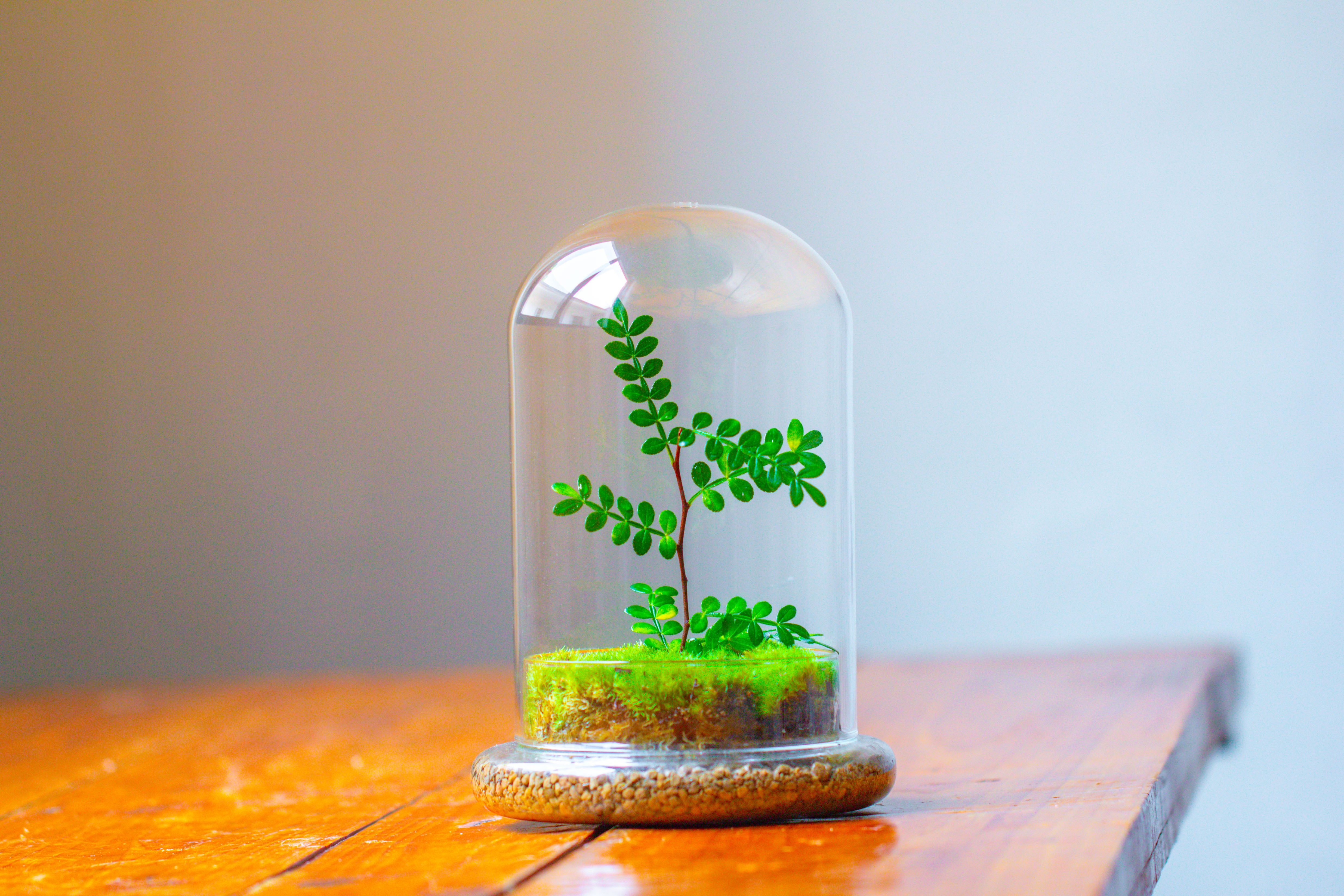 Cloche with Base 20CM Glass dome / Round Head Glass Cloche Dome Cover Terrarium Container with Without Airhole for Venus Flytrap - NCYPgarden