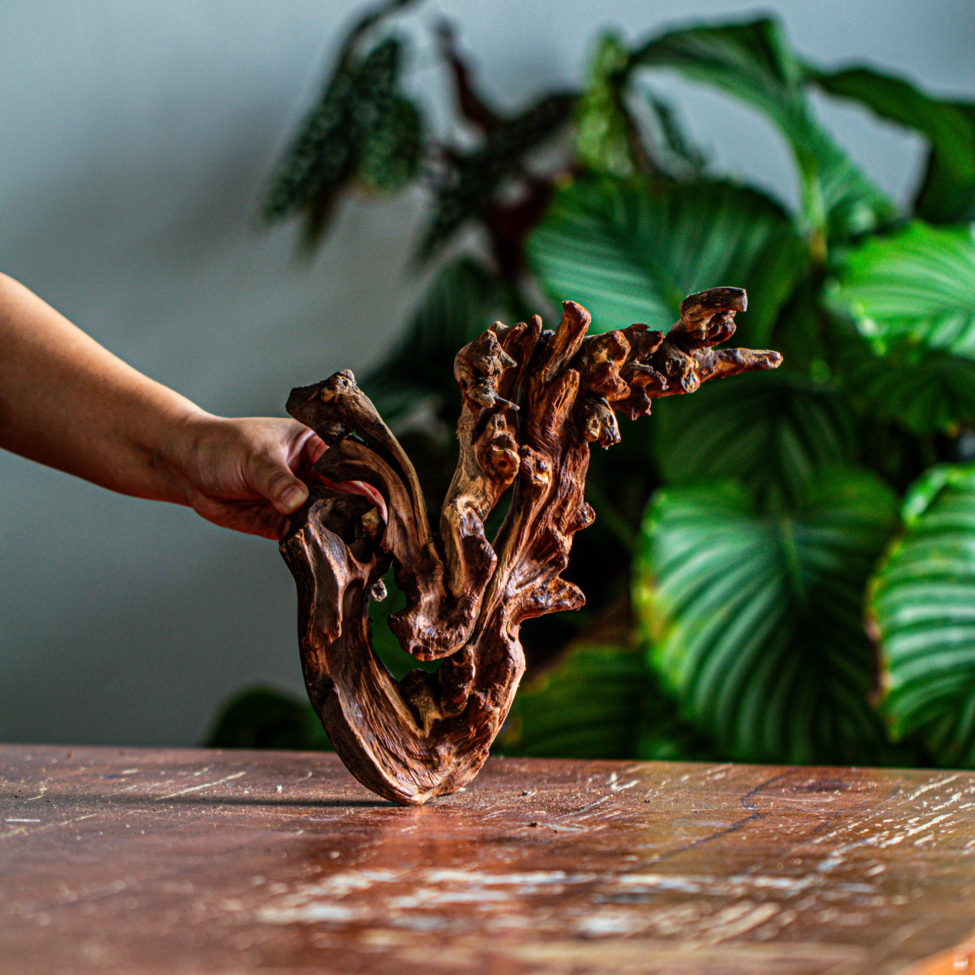 Natural driftwood for moss terrarium, miniature, micro landscape, unique  12-60, suitable for both live and preserved moss - NCYPgarden