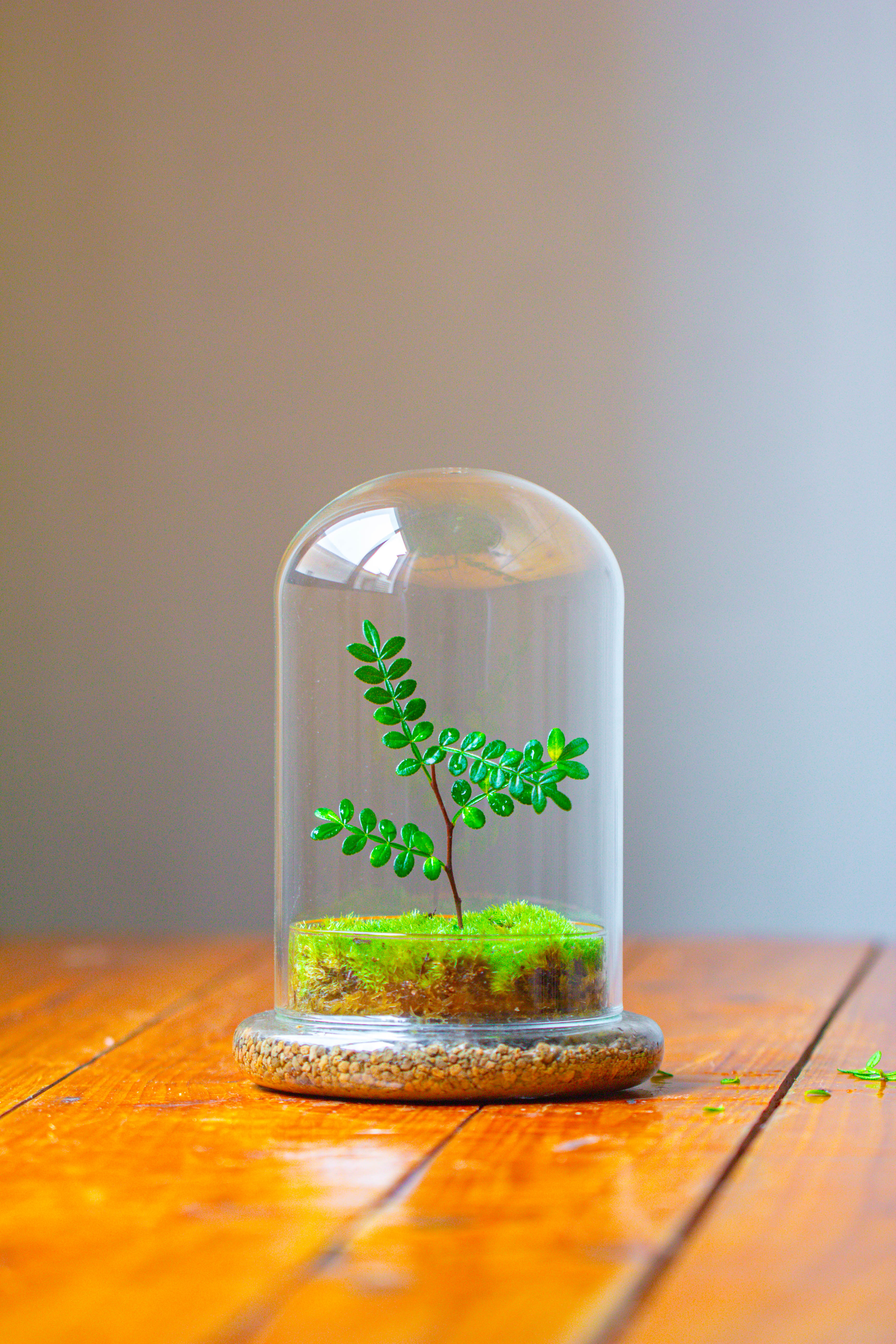 Cloche with Base 20CM Glass dome / Round Head Glass Cloche Dome Cover Terrarium Container with Without Airhole for Venus Flytrap - NCYPgarden