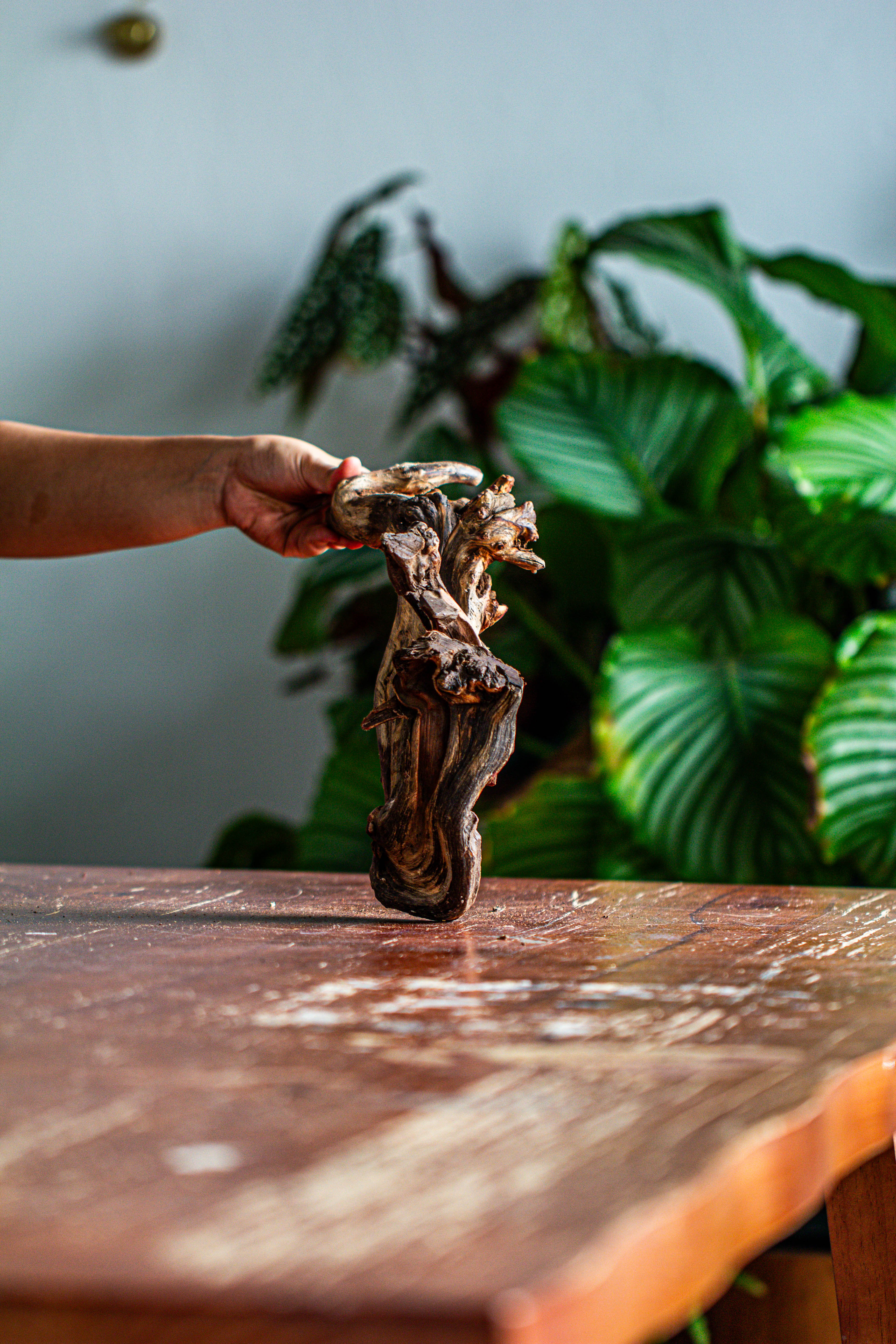 Natural driftwood for moss terrarium, miniature, micro landscape, unique  12-60, suitable for both live and preserved moss - NCYPgarden