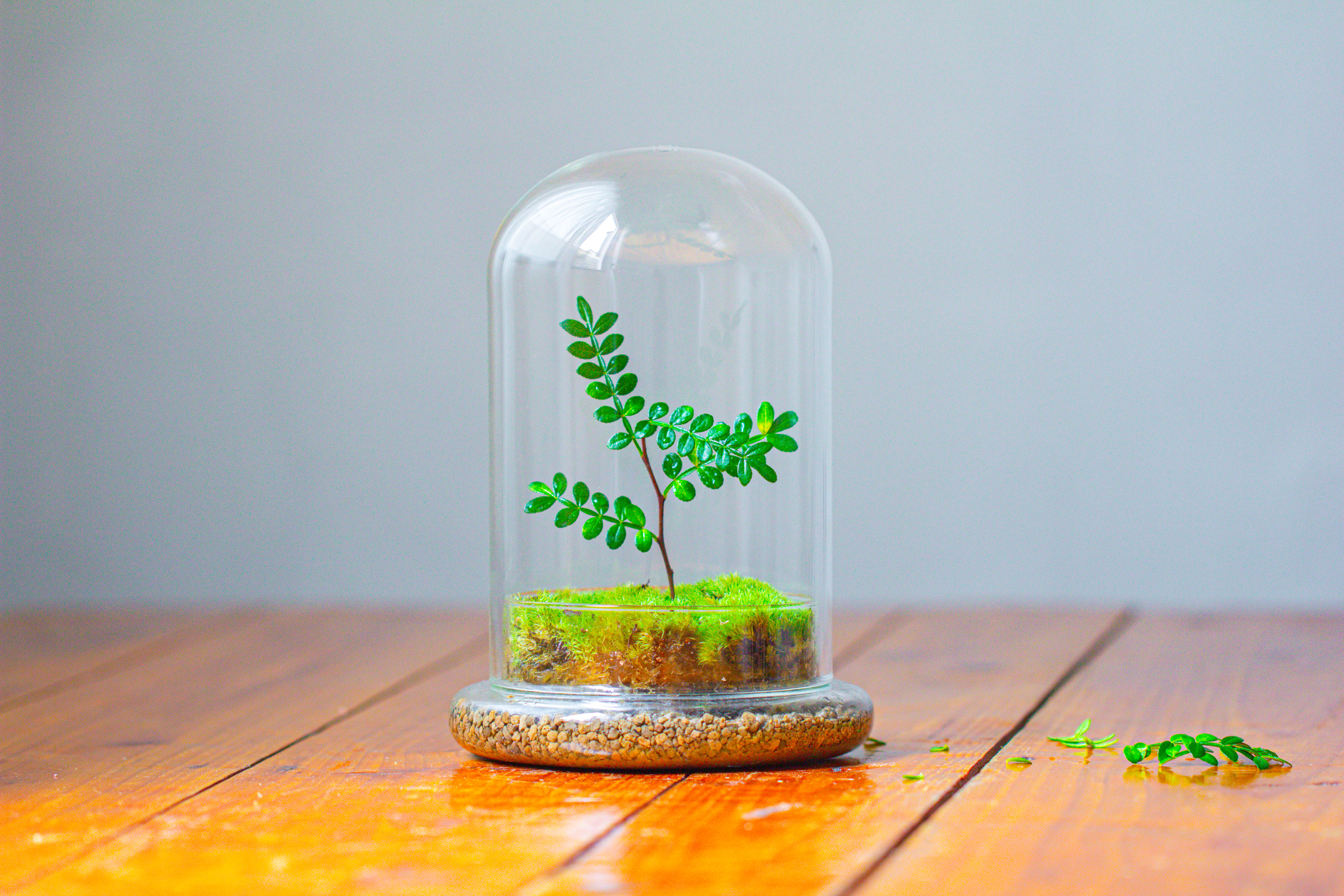 Cloche with Base 20CM Glass dome / Round Head Glass Cloche Dome Cover Terrarium Container with Without Airhole for Venus Flytrap - NCYPgarden