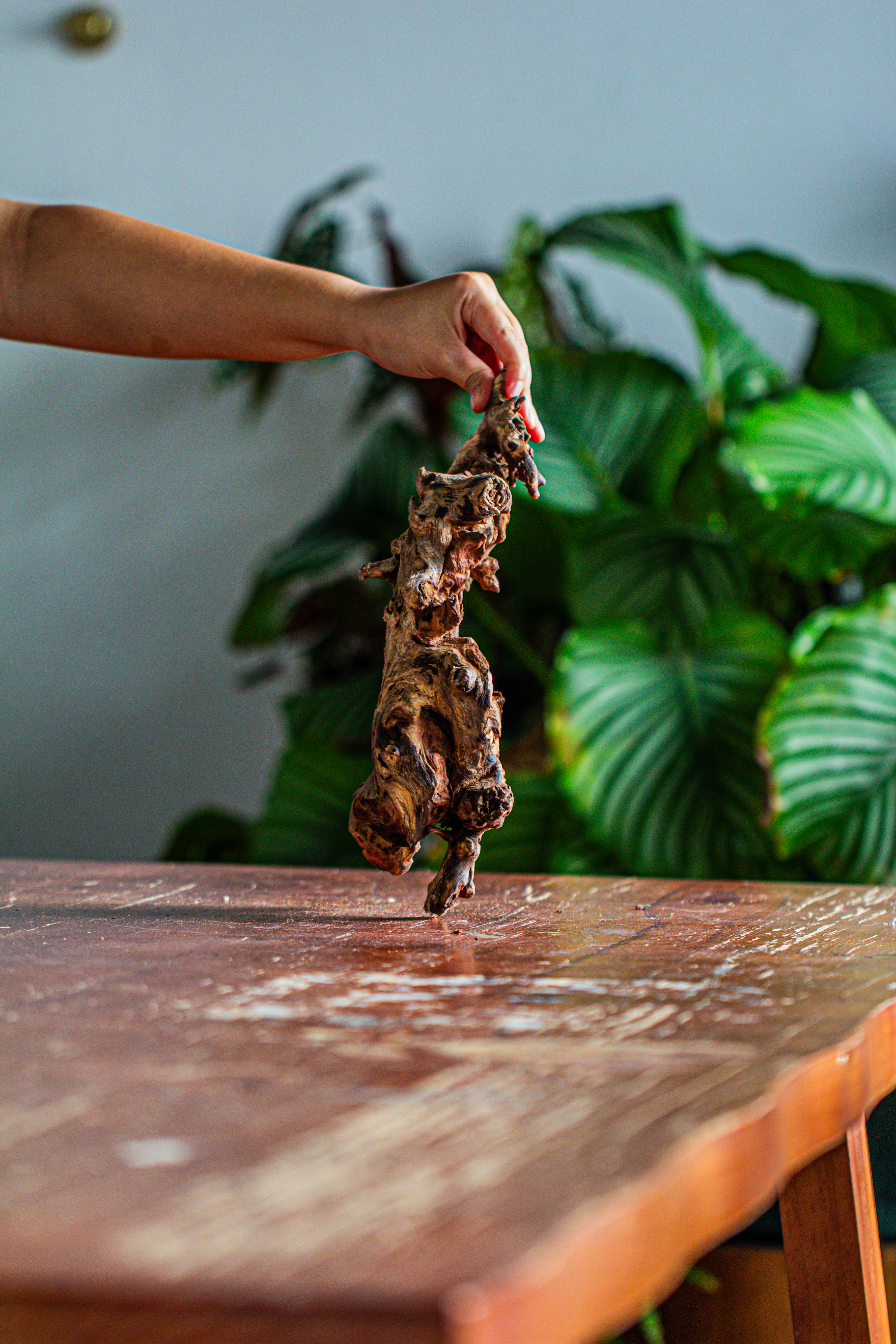 Natural driftwood for moss terrarium, miniature, micro landscape, unique  12-62, suitable for both live and preserved moss - NCYPgarden