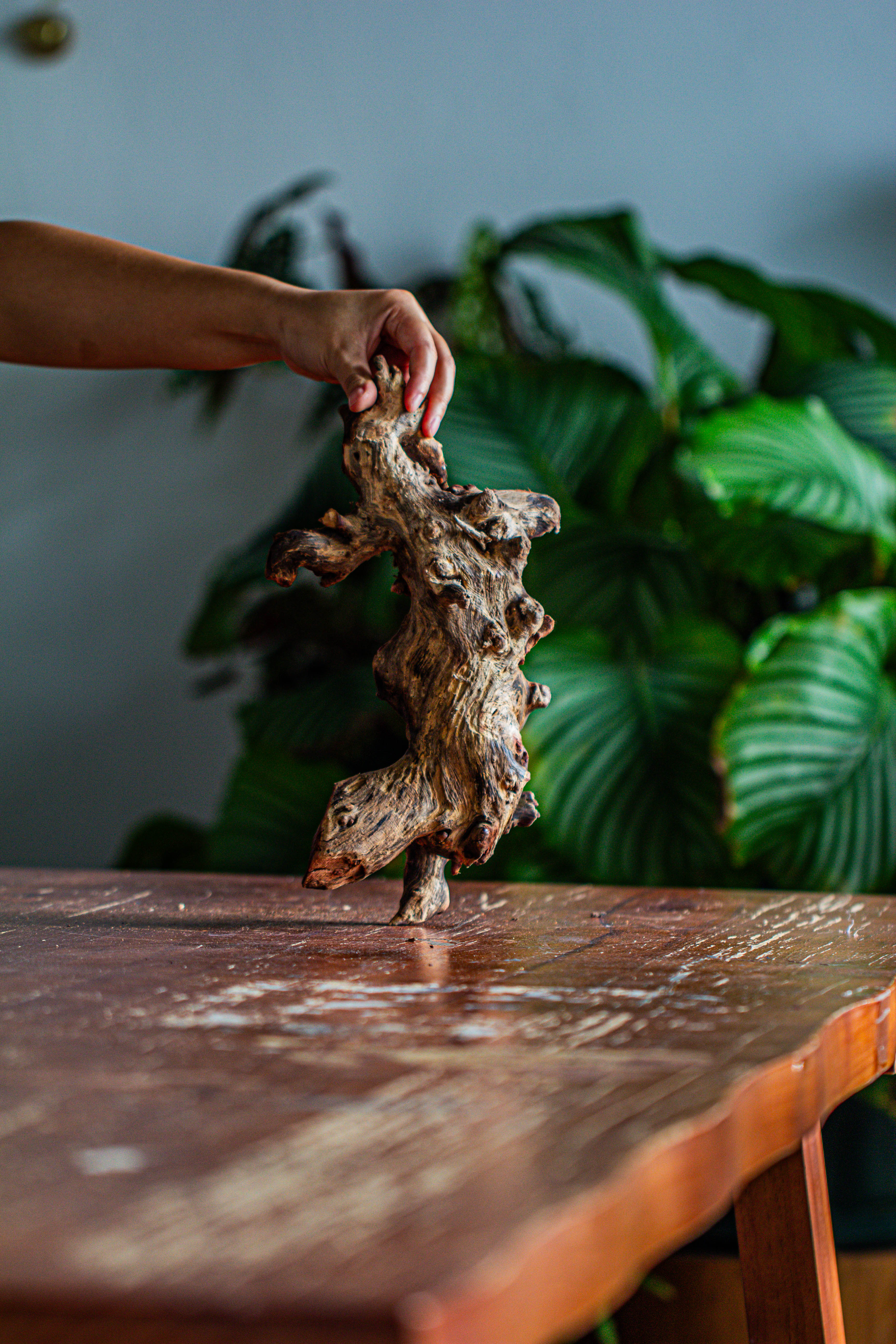 Natural driftwood for moss terrarium, miniature, micro landscape, unique  12-62, suitable for both live and preserved moss - NCYPgarden