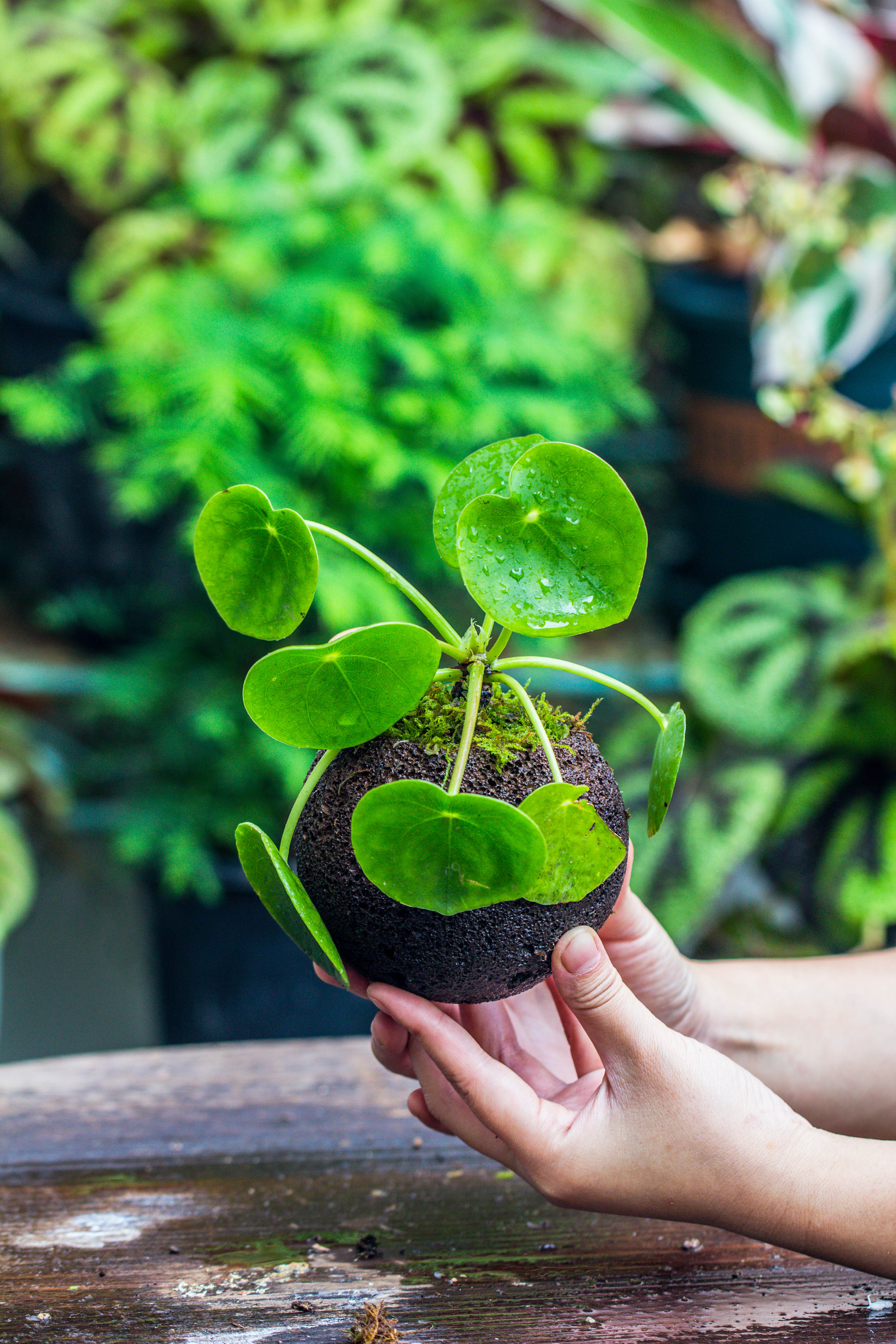9cm / 3.5" Round Red Horticultural Lava Rock Volcanic Rock Planter for succulents, moss, tropical palants, terrariums - NCYPgarden