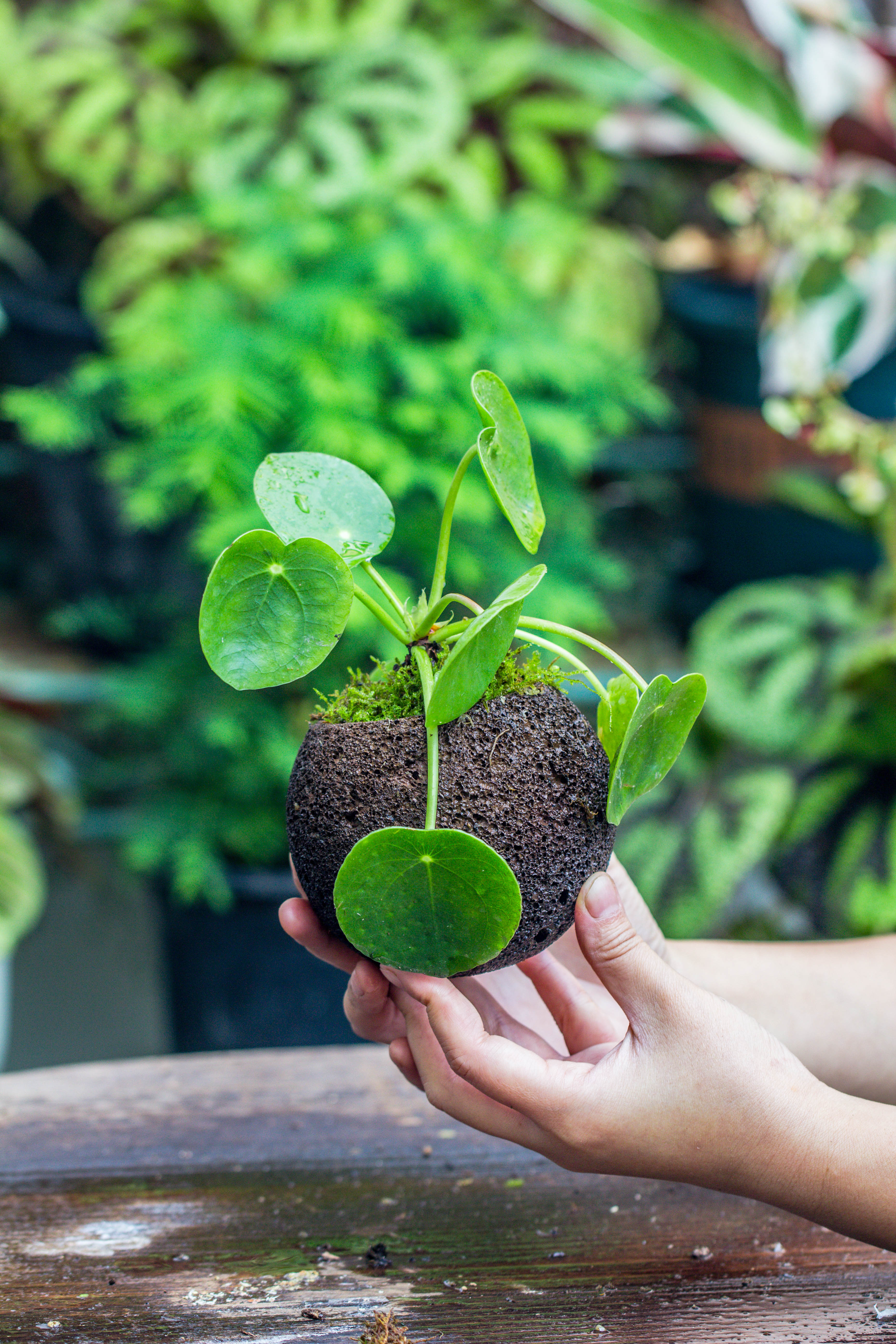 9cm / 3.5" Round Red Horticultural Lava Rock Volcanic Rock Planter for succulents, moss, tropical palants, terrariums - NCYPgarden