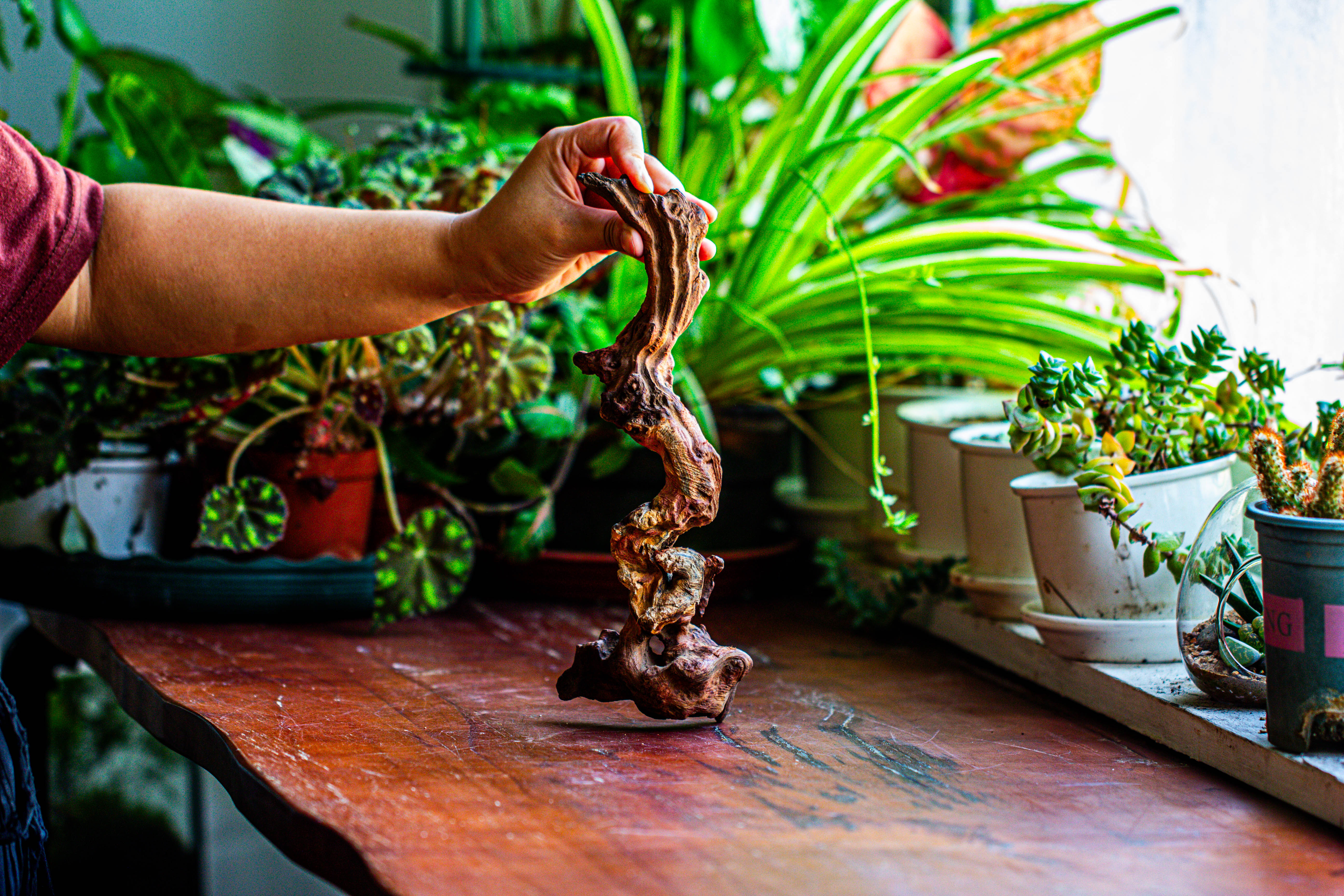 Natural driftwood for moss terrarium, miniature, micro landscape, unique  12-36, suitable for both live and preserved moss - NCYPgarden