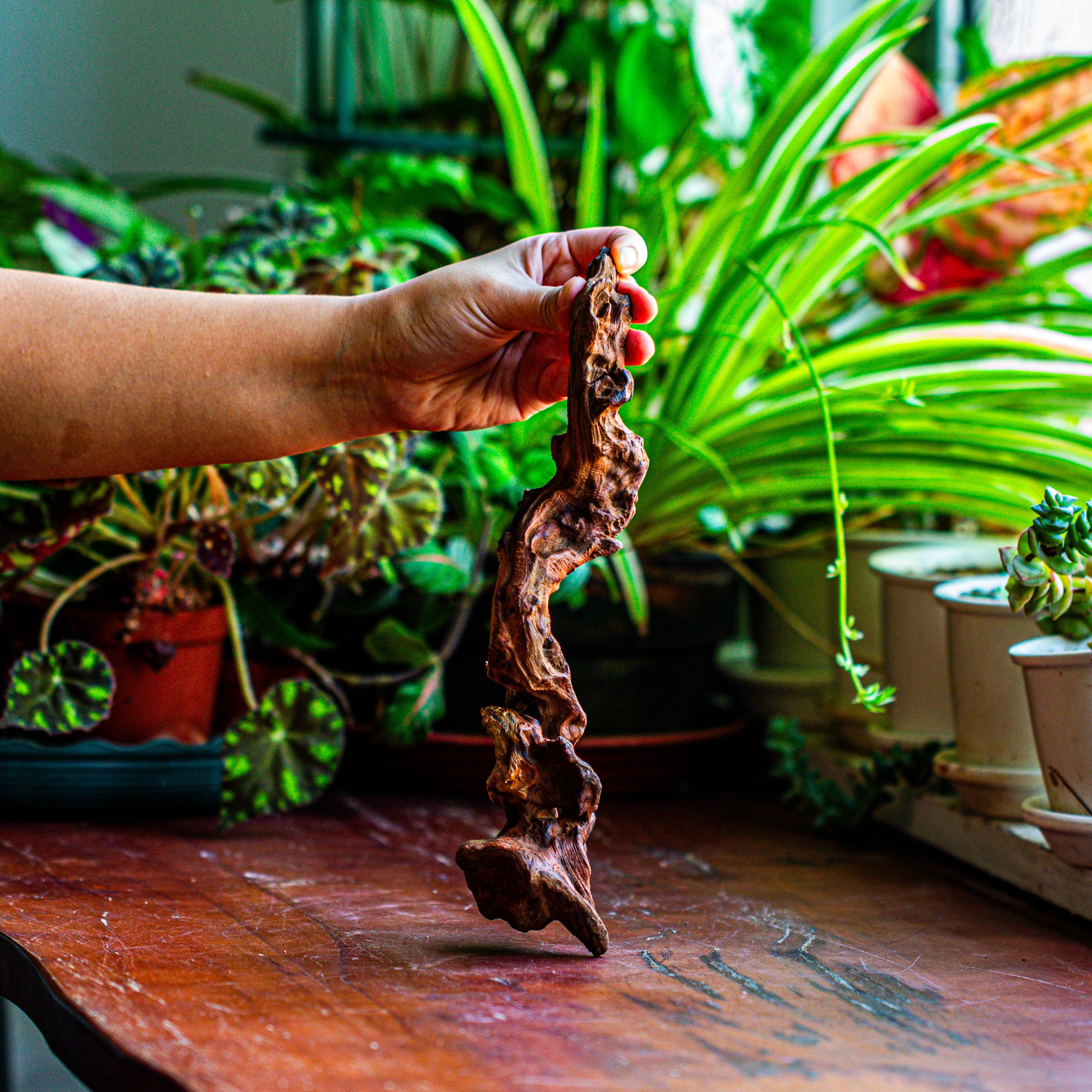 Natural driftwood for moss terrarium, miniature, micro landscape, unique  12-36, suitable for both live and preserved moss - NCYPgarden