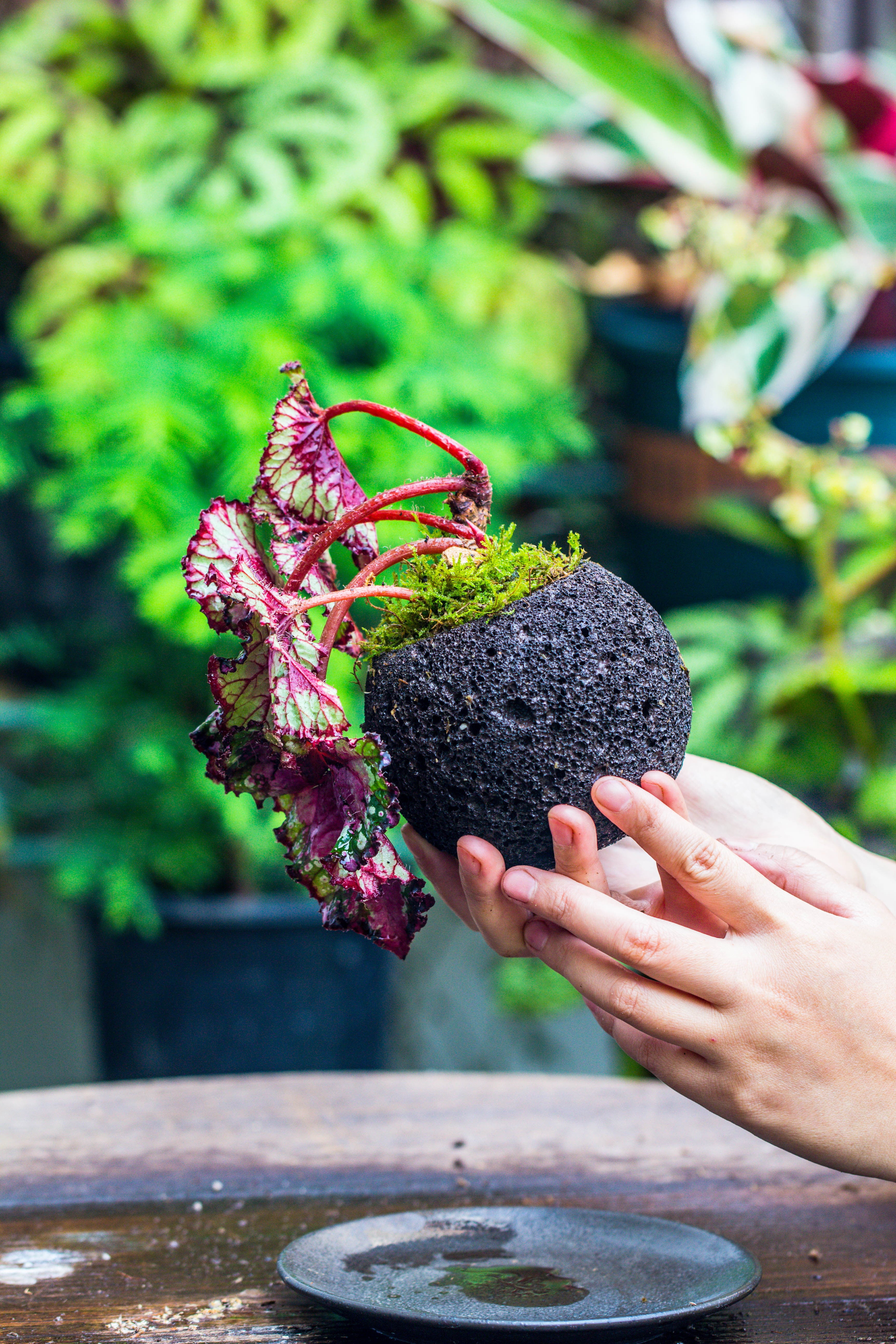 10cm / 3.7" Round Red Horticultural Lava Rock Volcanic Rock Planter for succulents, moss, tropical palants, terrariums - NCYPgarden