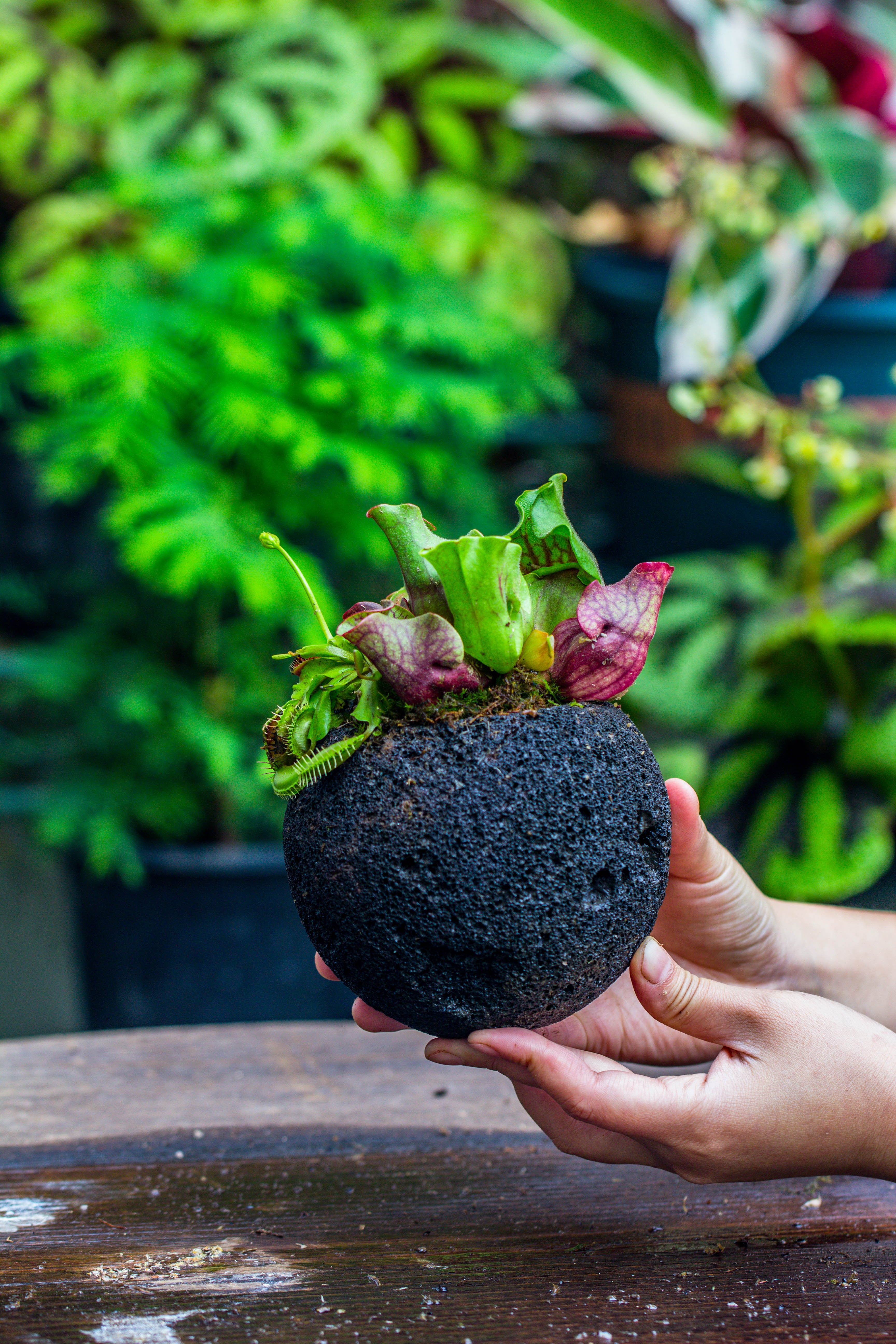 12cm / 4.7" Round Red Horticultural Lava Rock Volcanic Rock Planter for succulents, moss, tropical palants, terrariums - NCYPgarden