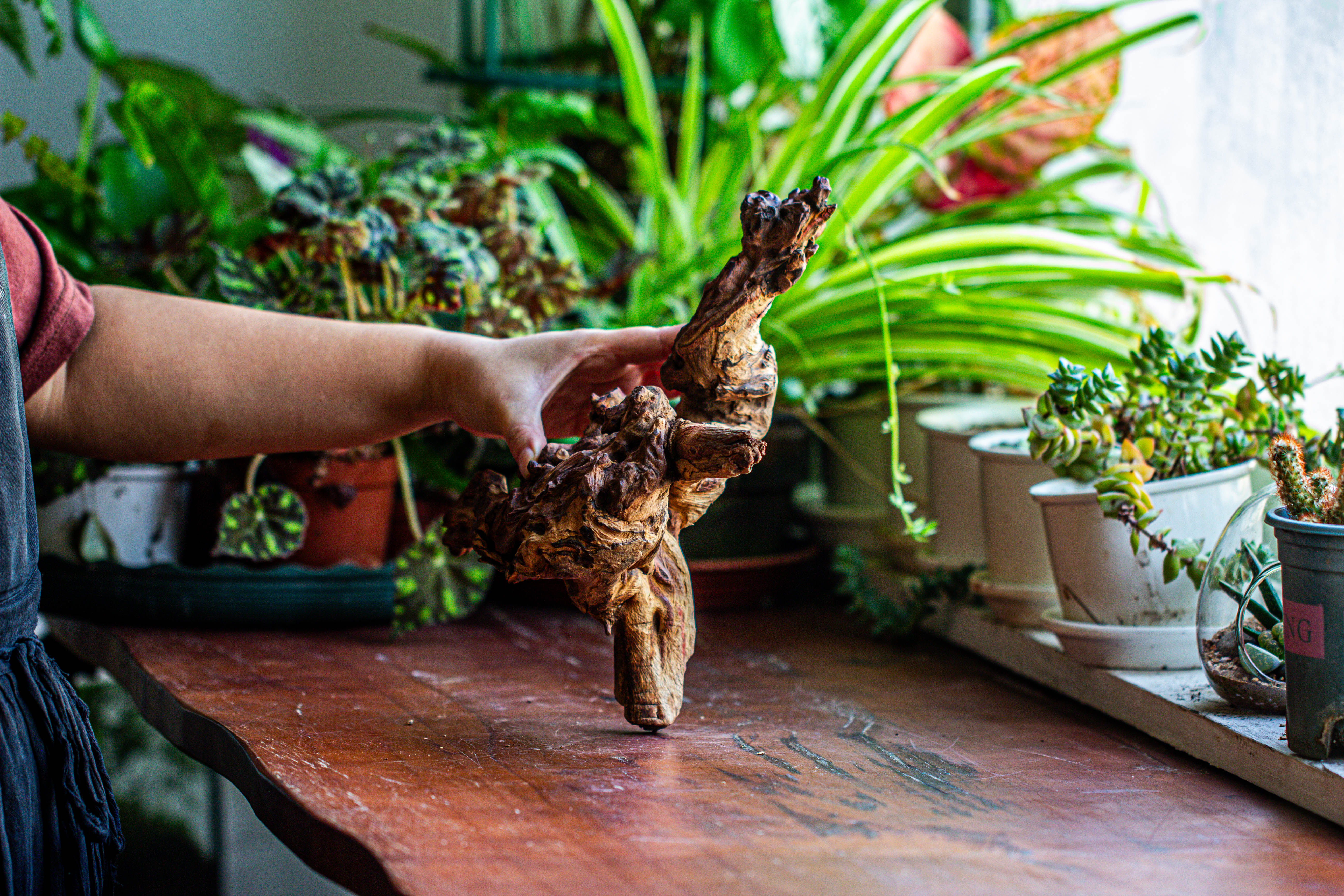 Natural driftwood for moss terrarium, miniature, micro landscape, unique  12-12, suitable for both live and preserved moss - NCYPgarden