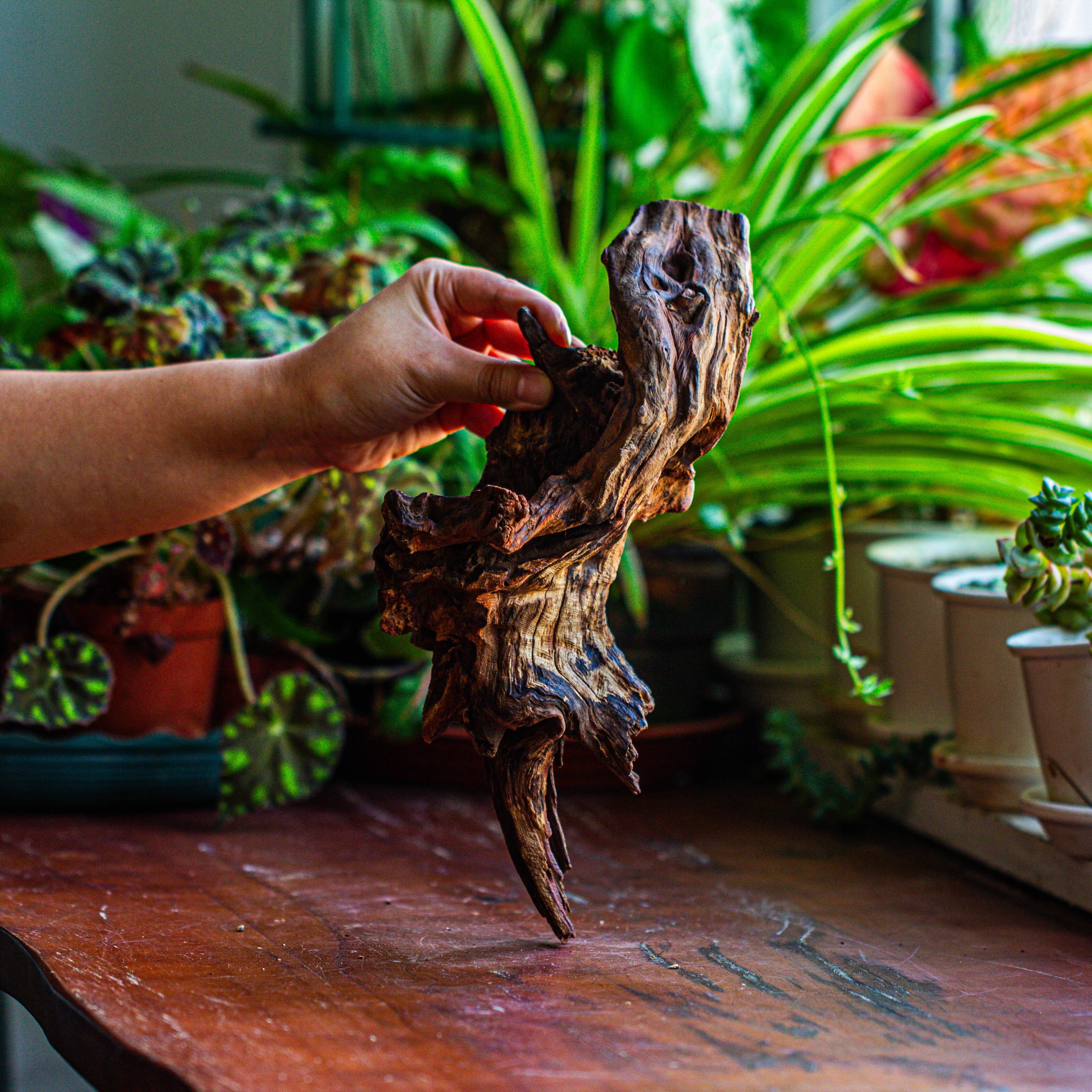 Natural driftwood for moss terrarium, miniature, micro landscape, unique  12-11, suitable for both live and preserved moss - NCYPgarden