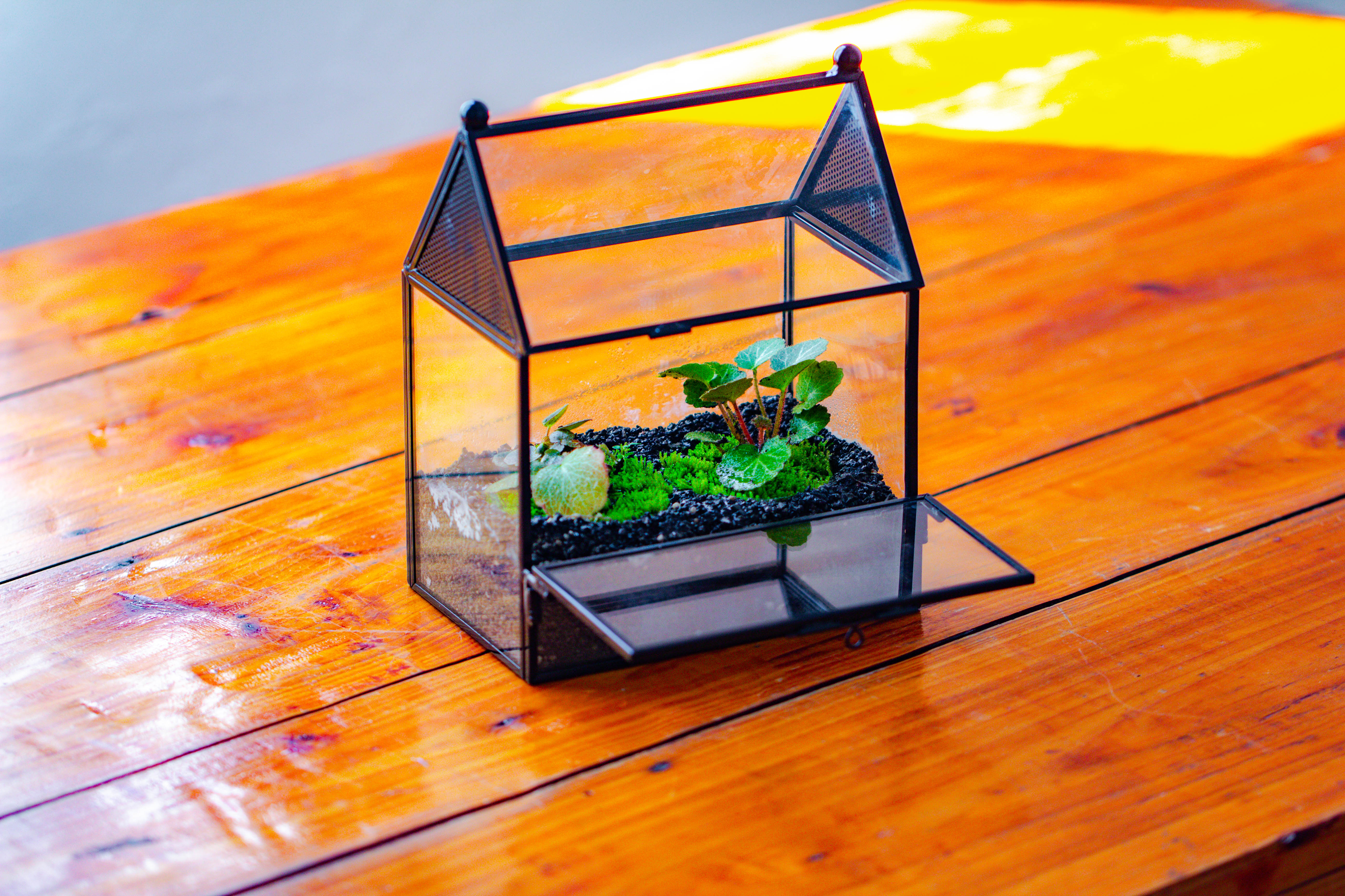 Simplified Mini House Shape Glass Geometric Terrarium for Jumping spider - NCYPgarden