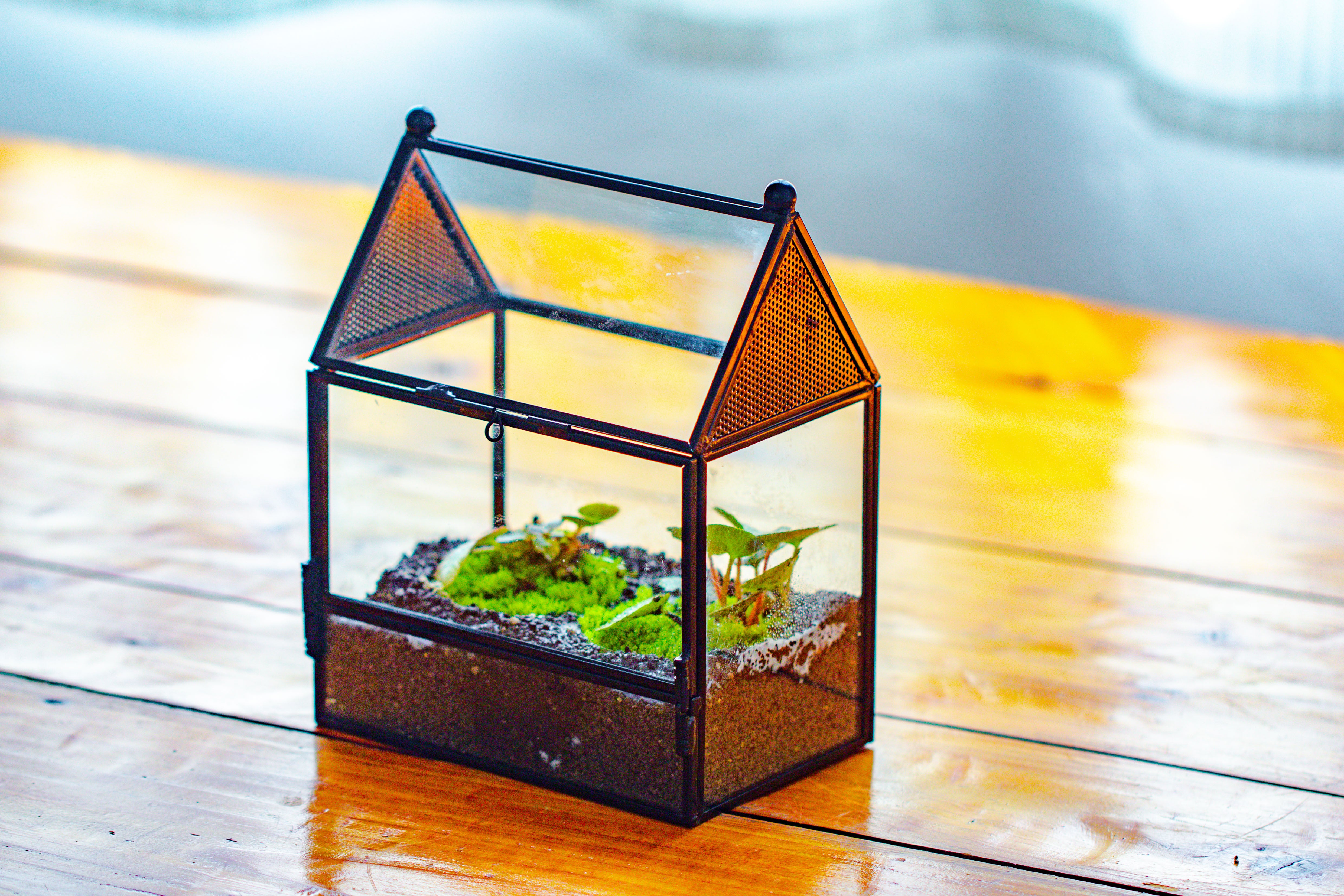 Simplified Mini House Shape Glass Geometric Terrarium for Jumping spider - NCYPgarden