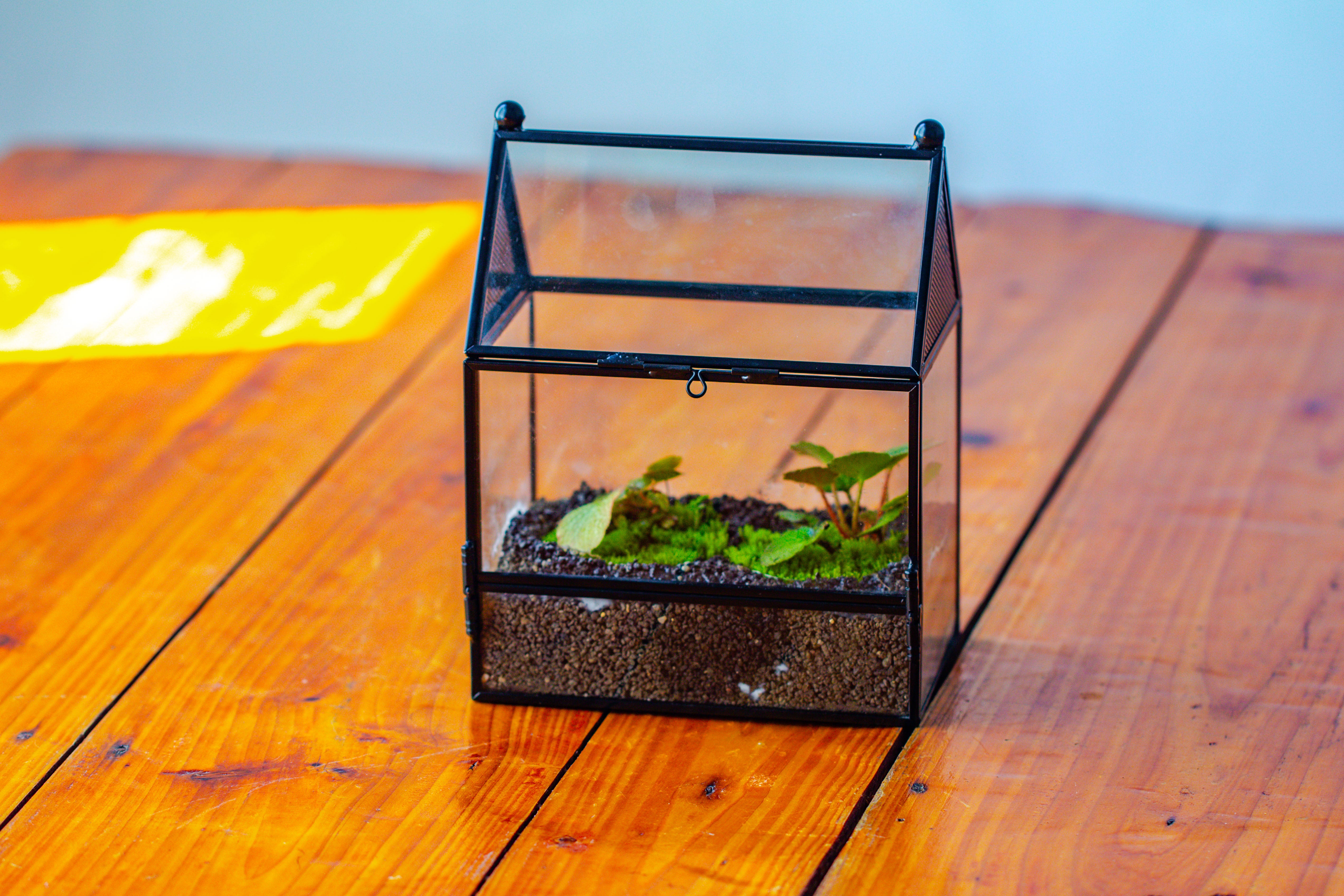 Simplified Mini House Shape Glass Geometric Terrarium for Jumping spider - NCYPgarden