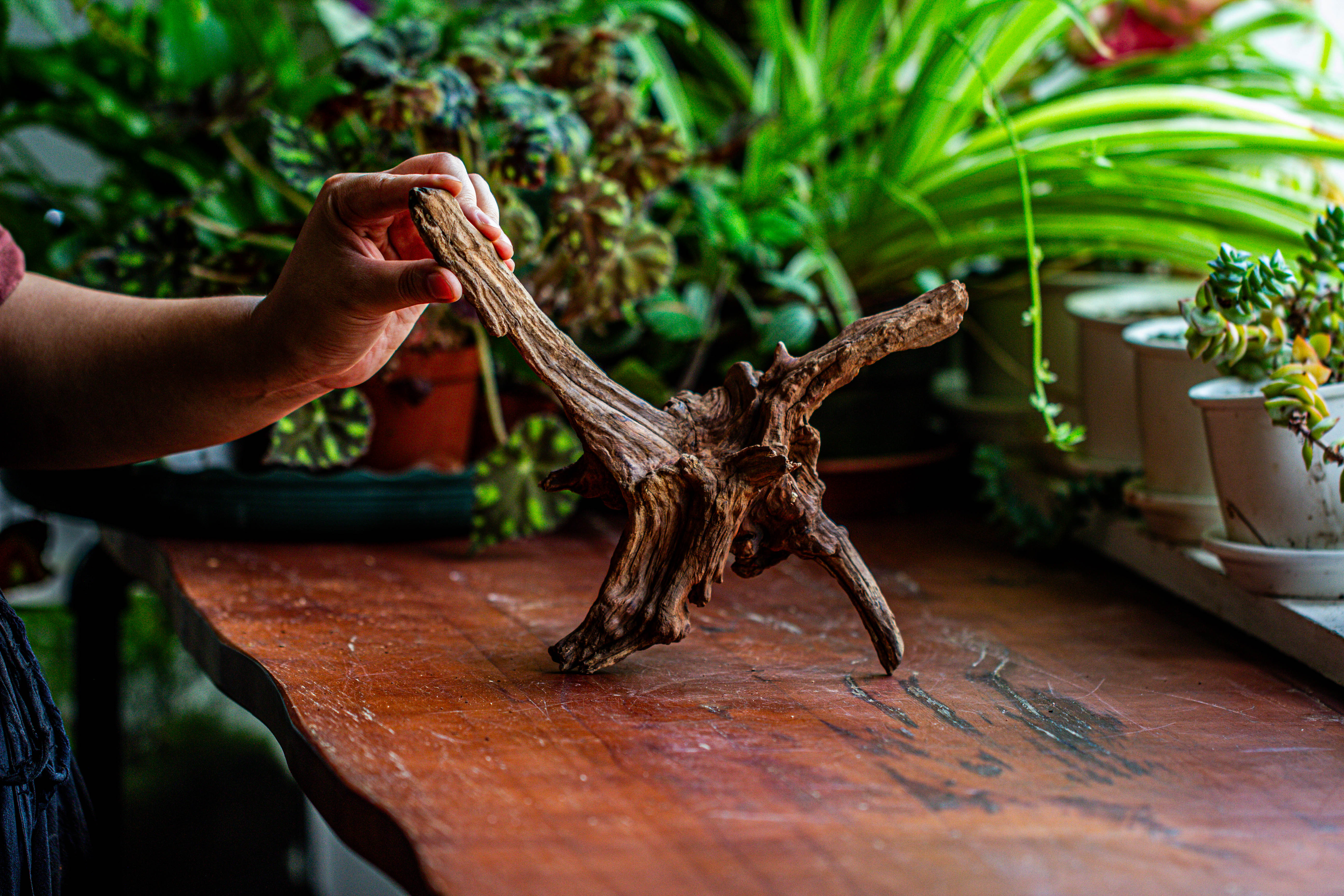 Natural driftwood for moss terrarium, miniature, micro landscape, unique  12-5, suitable for both live and preserved moss - NCYPgarden