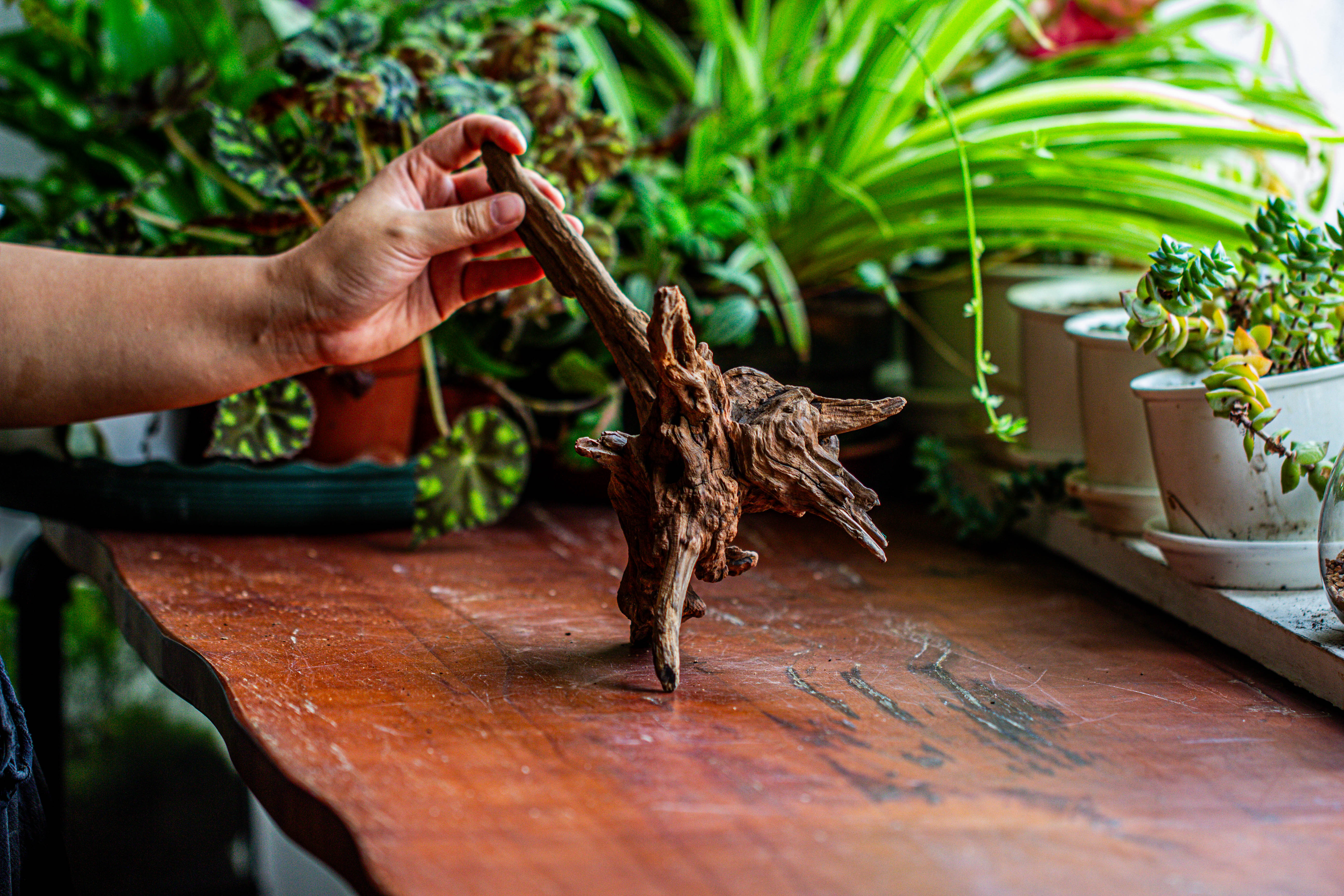 Natural driftwood for moss terrarium, miniature, micro landscape, unique  12-5, suitable for both live and preserved moss - NCYPgarden