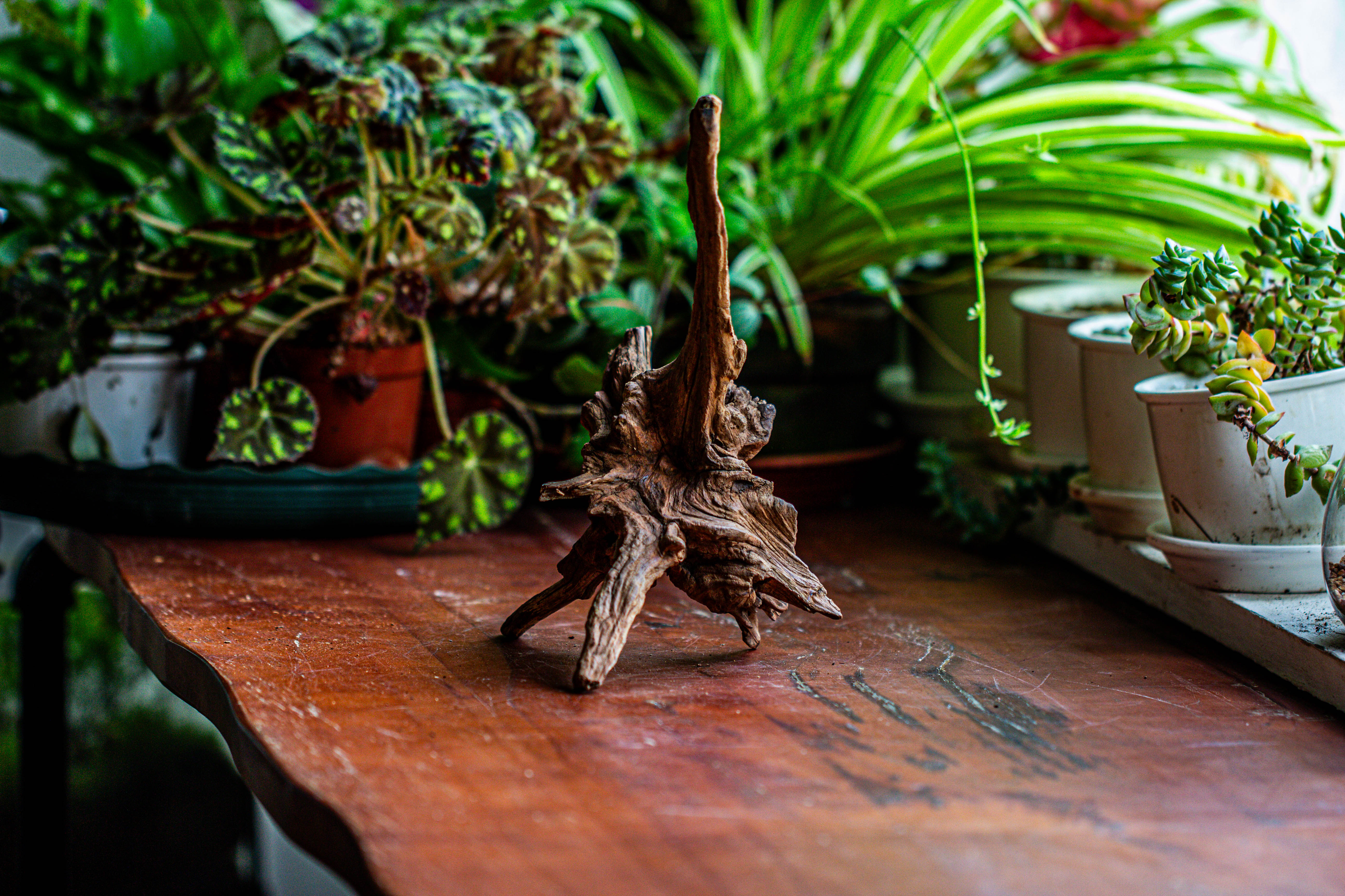 Natural driftwood for moss terrarium, miniature, micro landscape, unique  12-5, suitable for both live and preserved moss - NCYPgarden