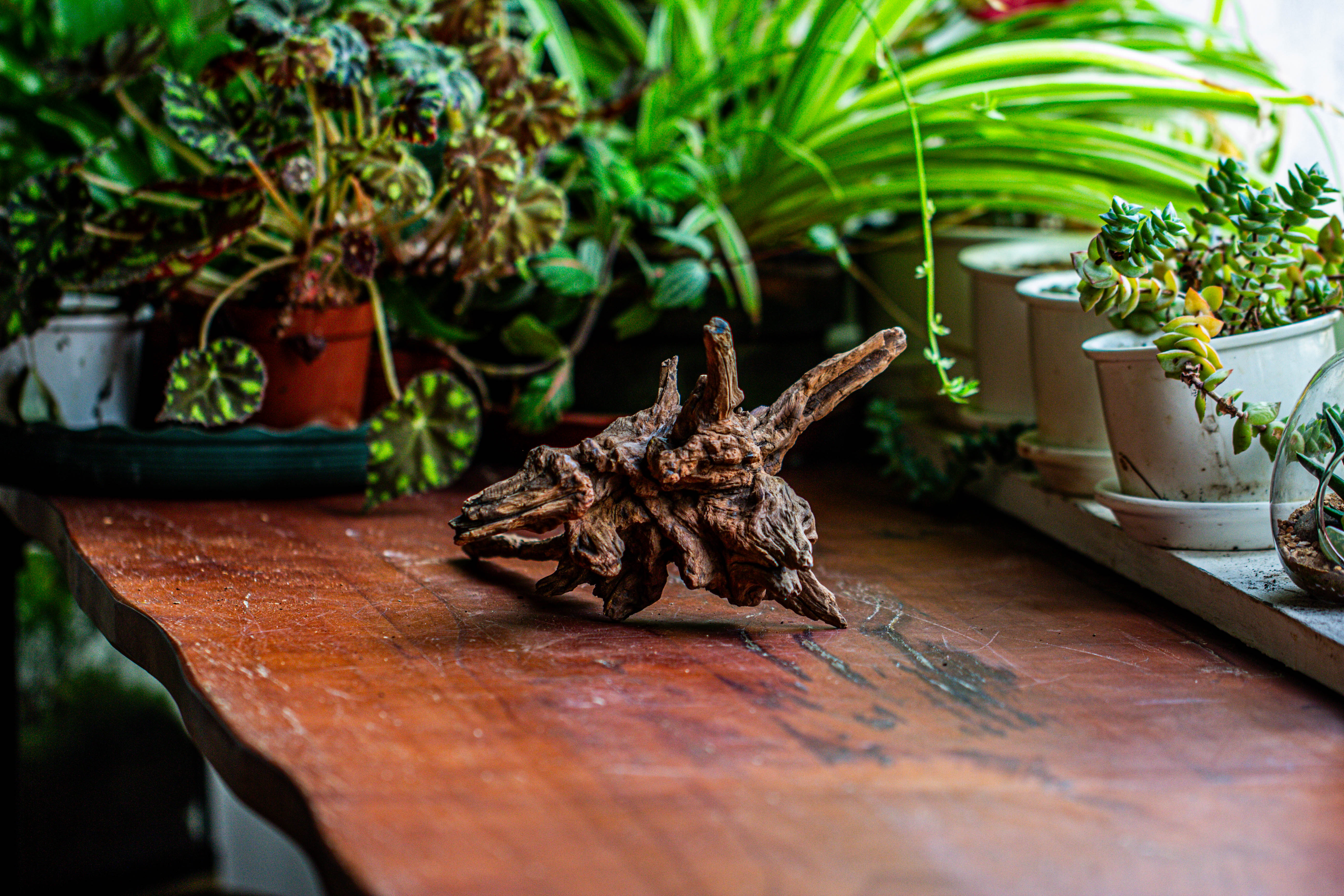 Natural driftwood for moss terrarium, miniature, micro landscape, unique  12-5, suitable for both live and preserved moss - NCYPgarden