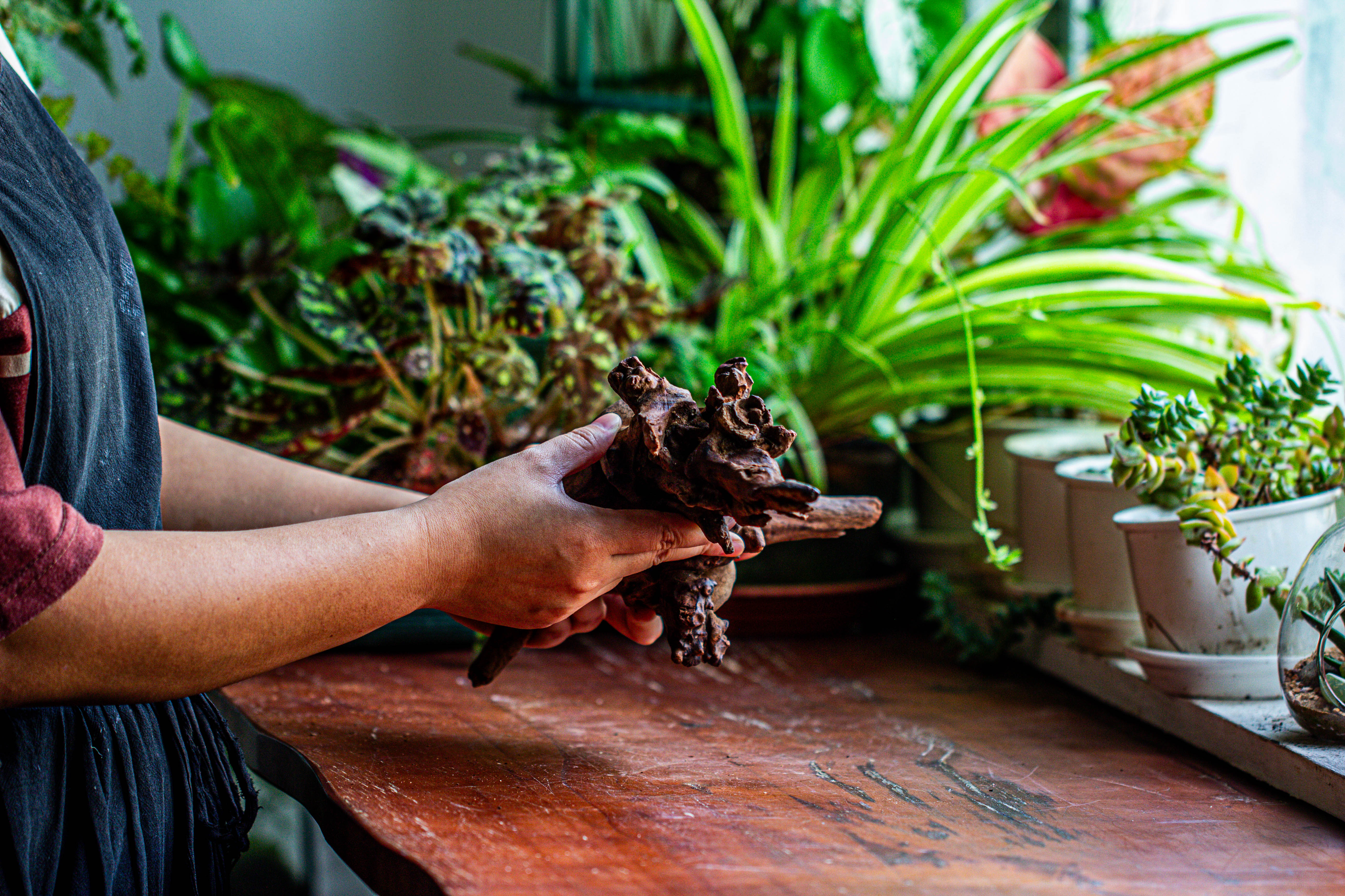 Natural driftwood for moss terrarium, miniature, micro landscape, unique  12-27, suitable for both live and preserved moss - NCYPgarden