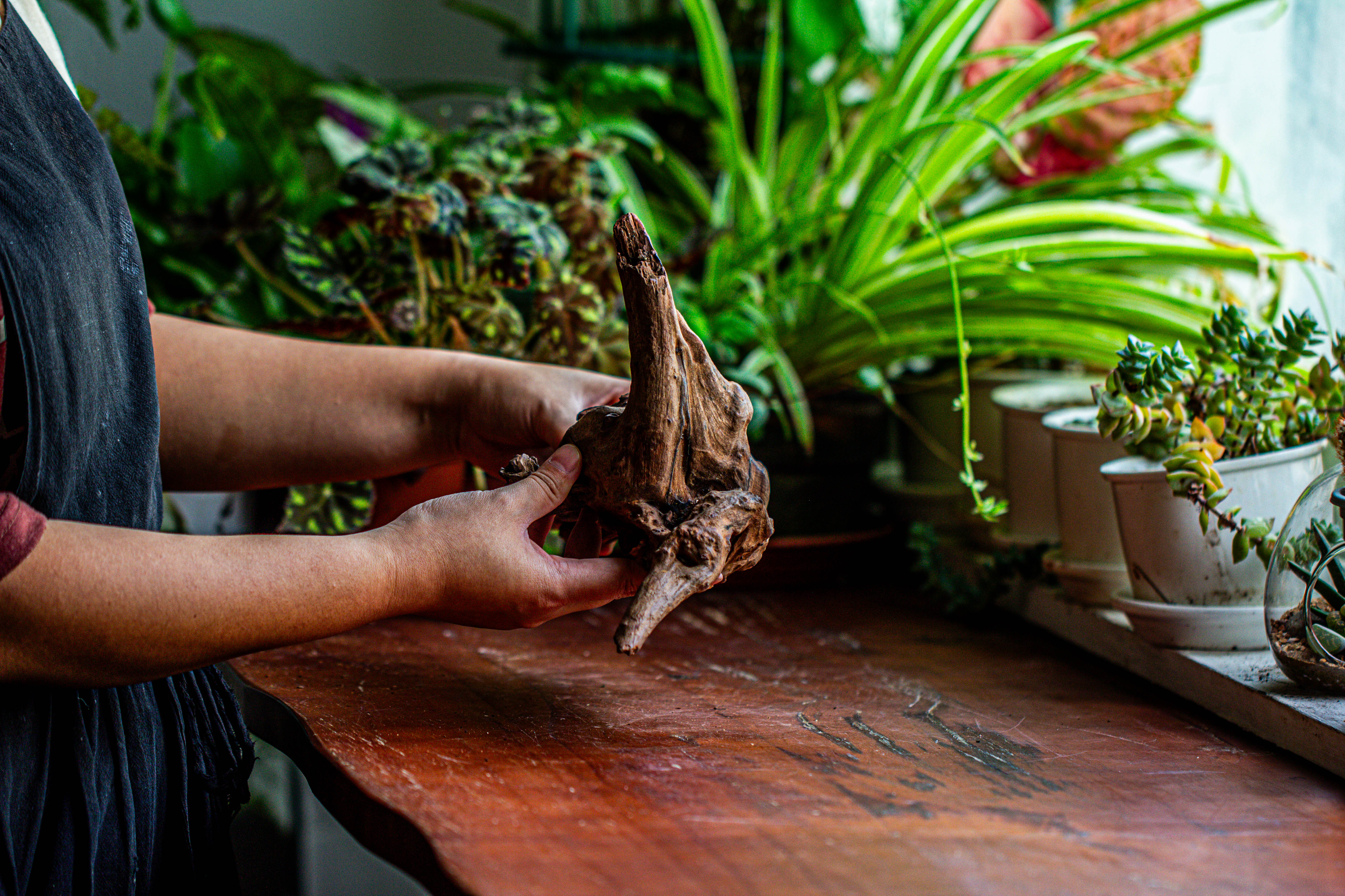 Natural driftwood for moss terrarium, miniature, micro landscape, unique  12-27, suitable for both live and preserved moss - NCYPgarden