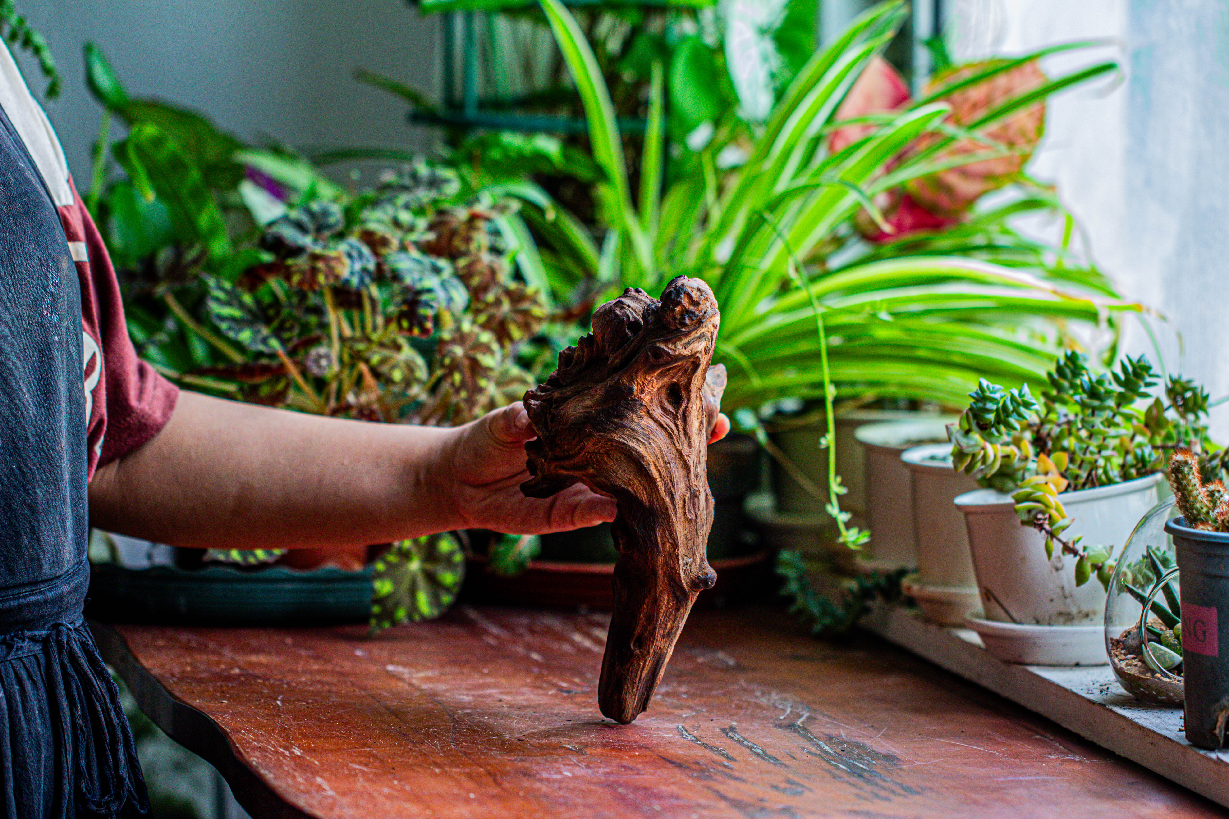 Natural driftwood for moss terrarium, miniature, micro landscape, unique  12-14, suitable for both live and preserved moss - NCYPgarden